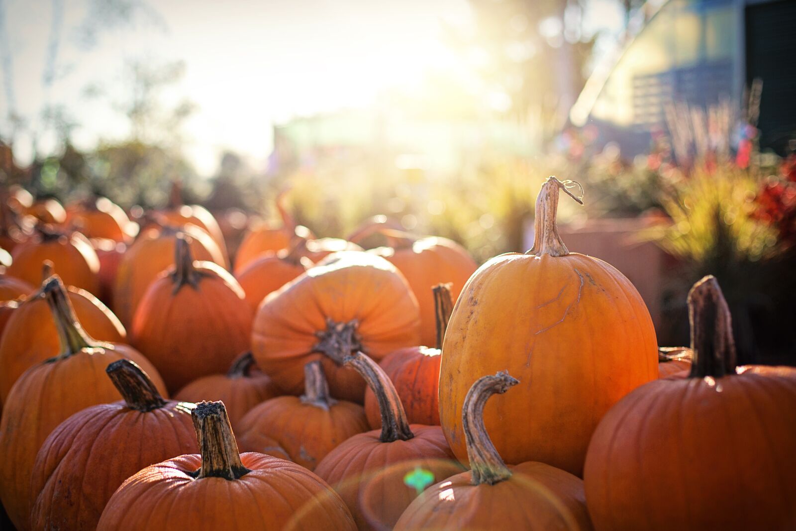 Canon EF 50mm F1.4 USM sample photo. Pumpkins, halloween, fall photography