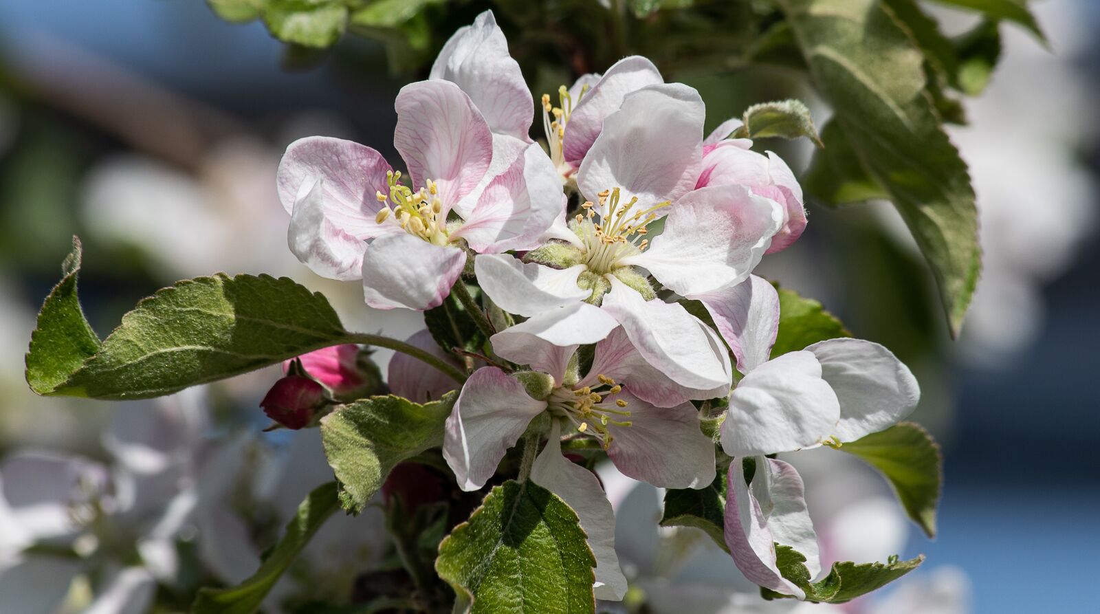 Canon EF 70-300mm F4-5.6 IS USM sample photo. Apple blossom, blossom, bloom photography