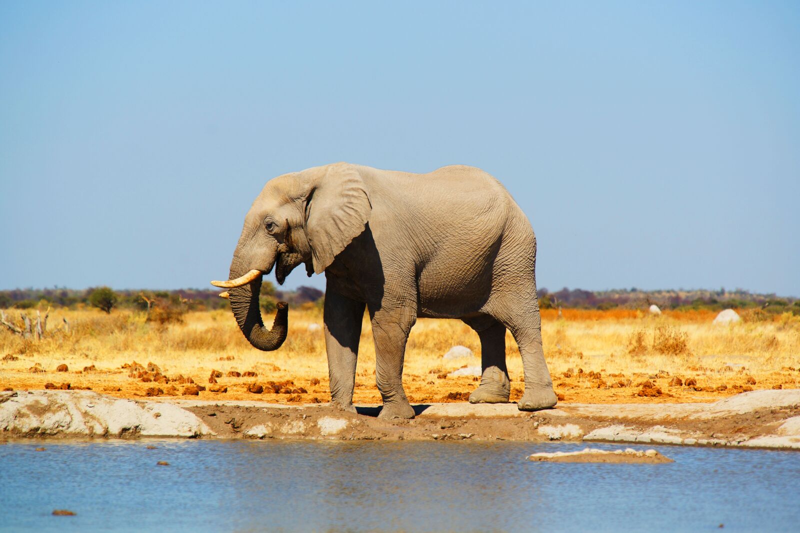 Sony a99 II sample photo. Safari, travel, elephant photography