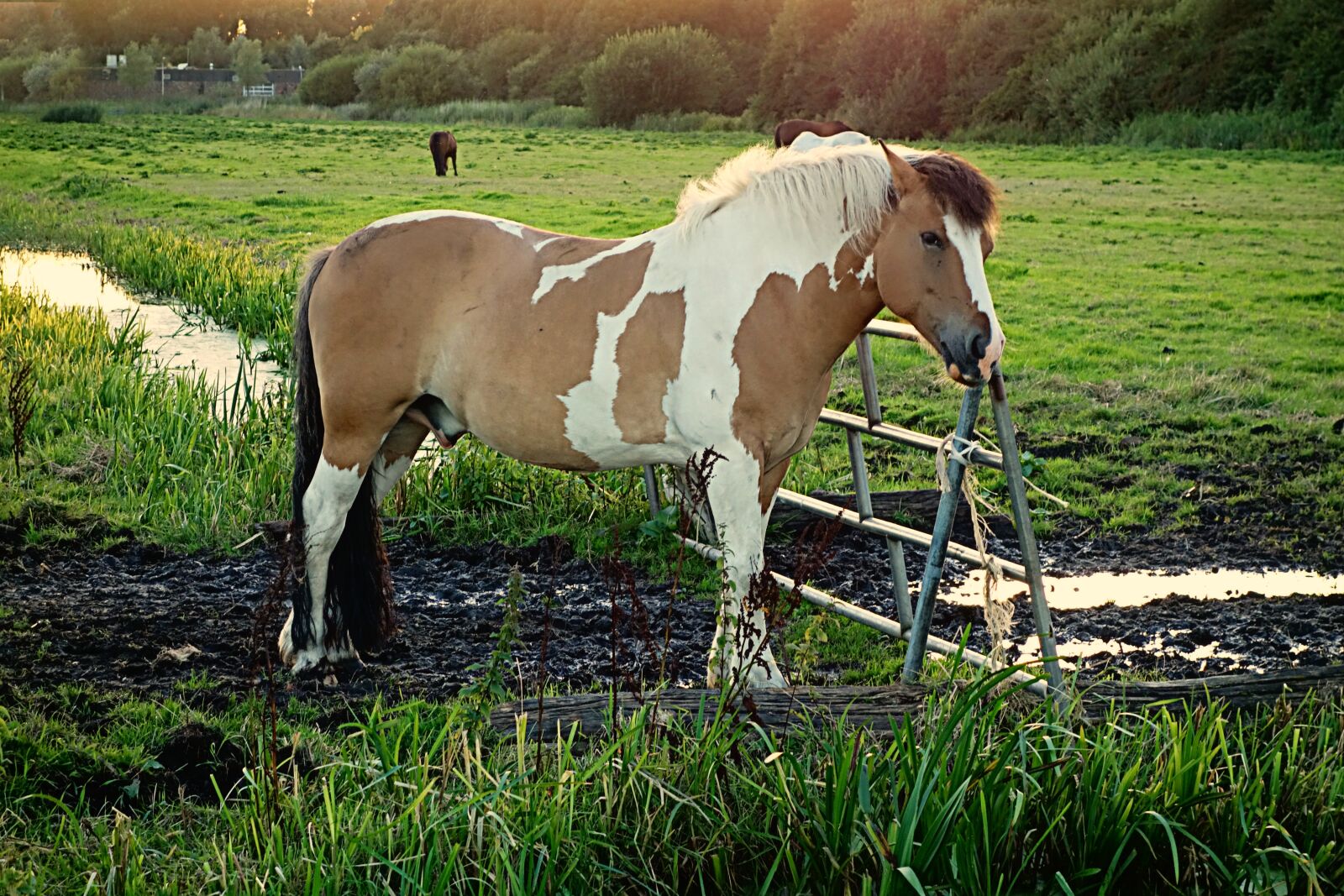 Sony Cyber-shot DSC-RX100 sample photo. Horse, animal, mammal photography