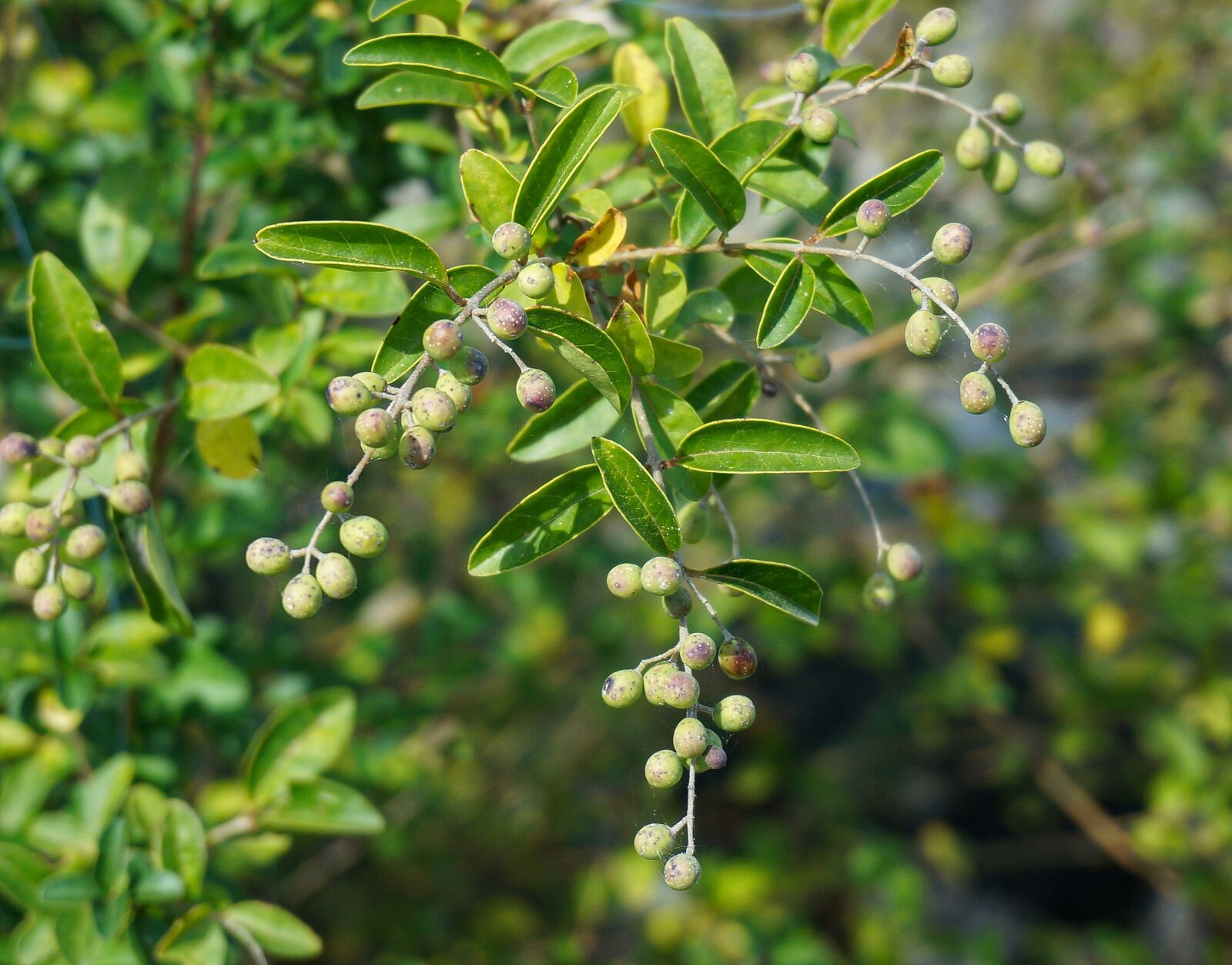 Sony Alpha NEX-5T sample photo. Chokeberry, shrub, berries photography