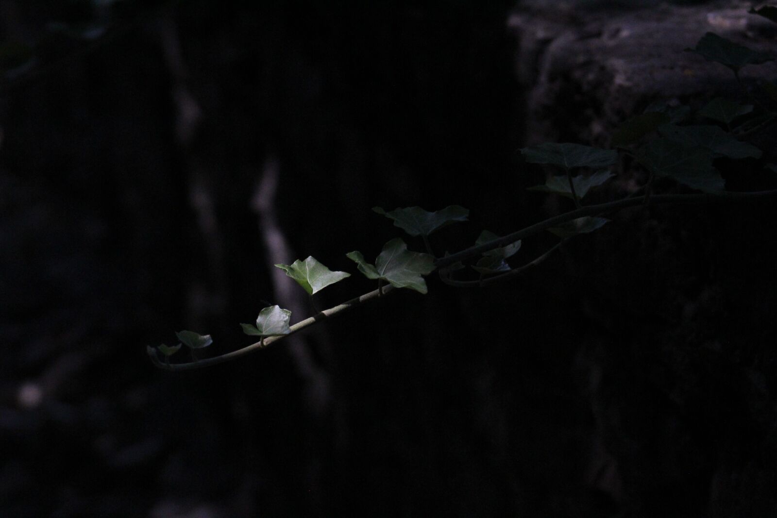 Canon EF75-300mm f/4-5.6 sample photo. Ivy, green, forest photography