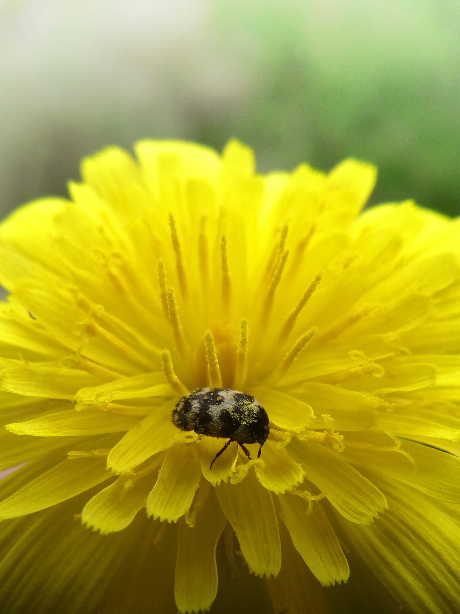 Panasonic DMC-FZ62 sample photo. Flower, dandelion, beetle photography