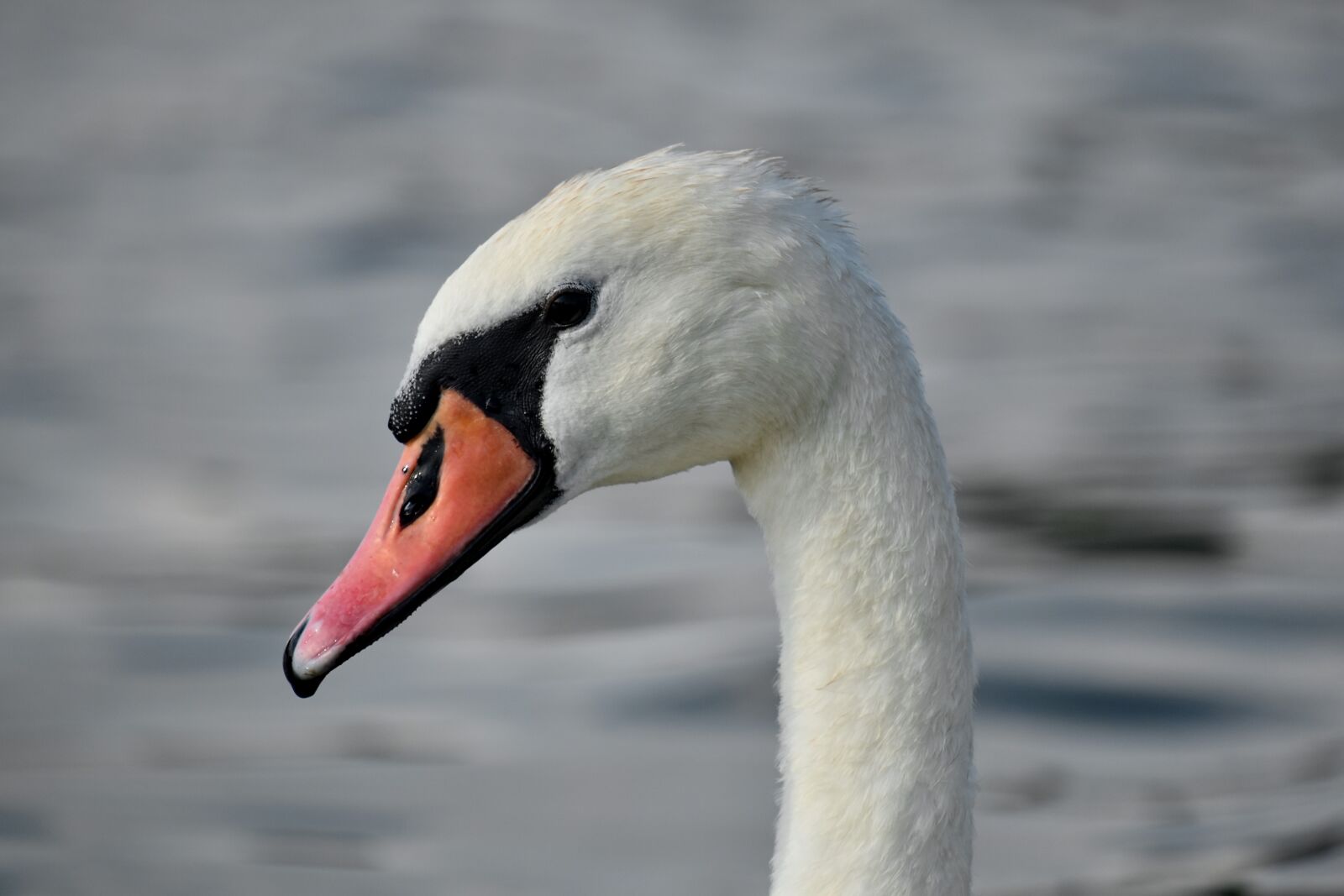Nikon D5500 sample photo. Neck, portrait, side view photography
