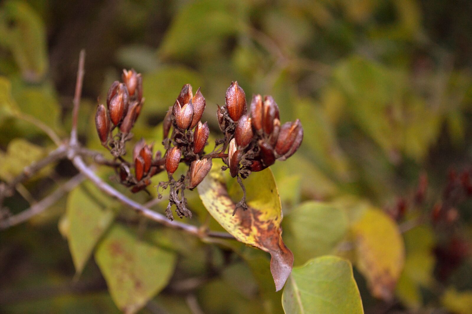 Nikon D3200 sample photo. Nature, colorful, warm photography
