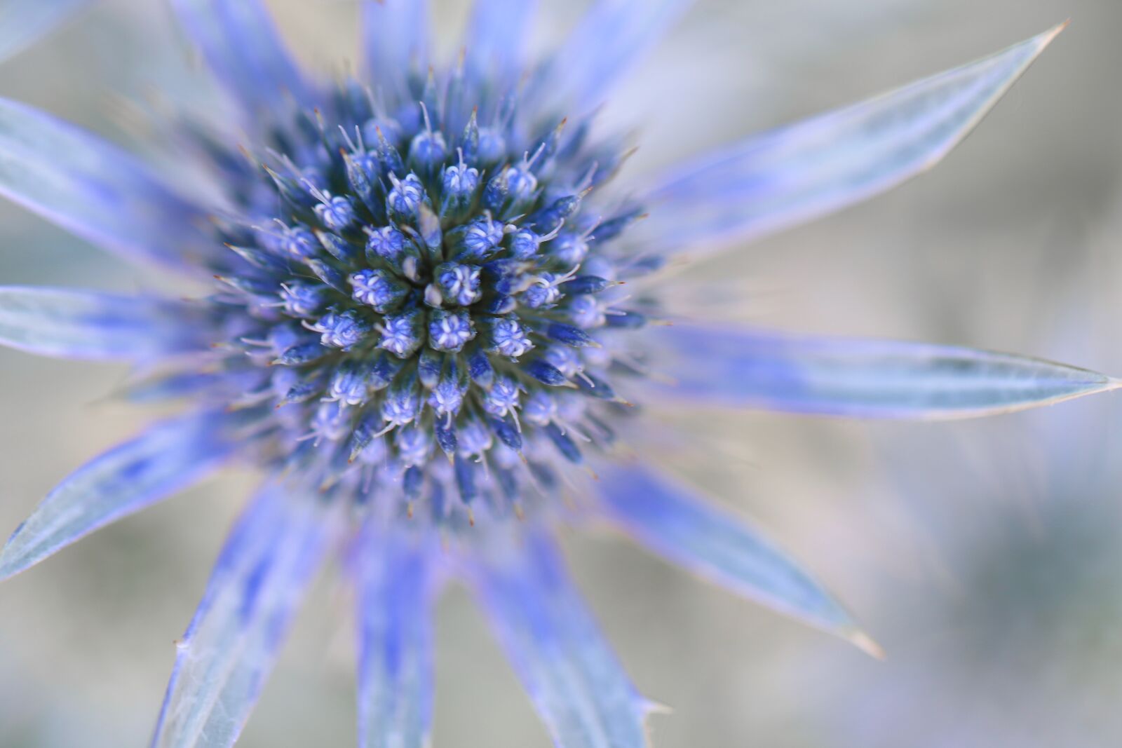 Canon EOS 800D (EOS Rebel T7i / EOS Kiss X9i) + Canon EF 100mm F2.8L Macro IS USM sample photo. Thistle, pyrenean thistle, blossom photography