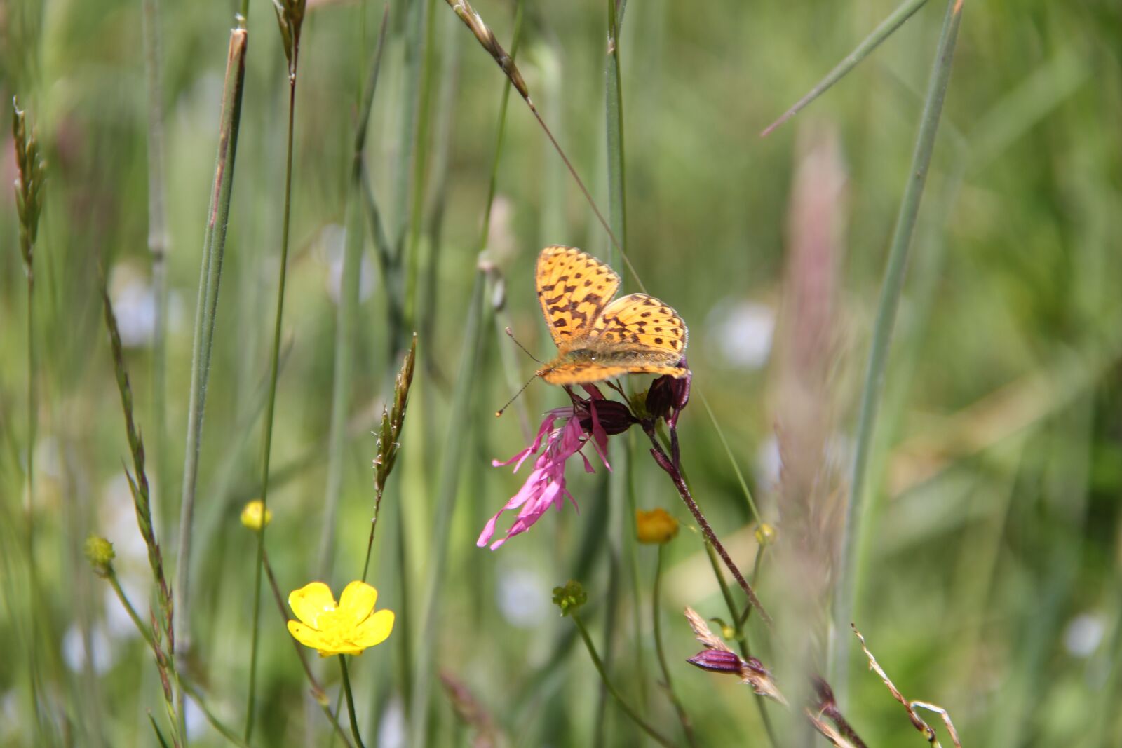 Canon EF-S 18-135mm F3.5-5.6 IS sample photo. Meadow, butterfly, nature photography