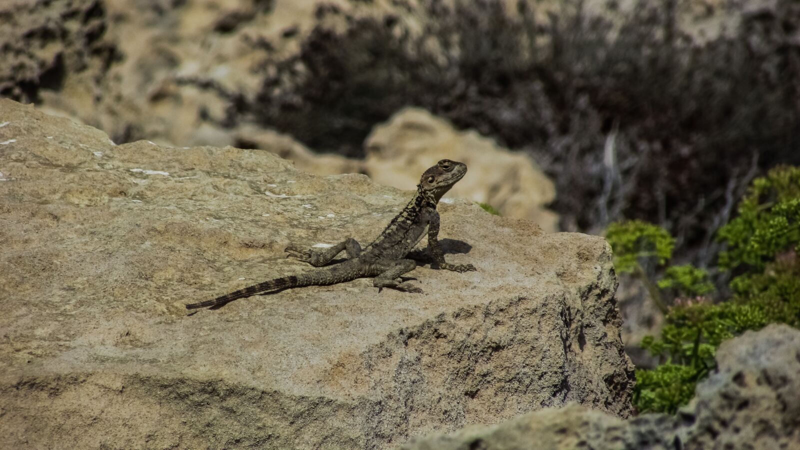Canon PowerShot SX400 IS sample photo. Lizard, cyprus, kurkutas photography