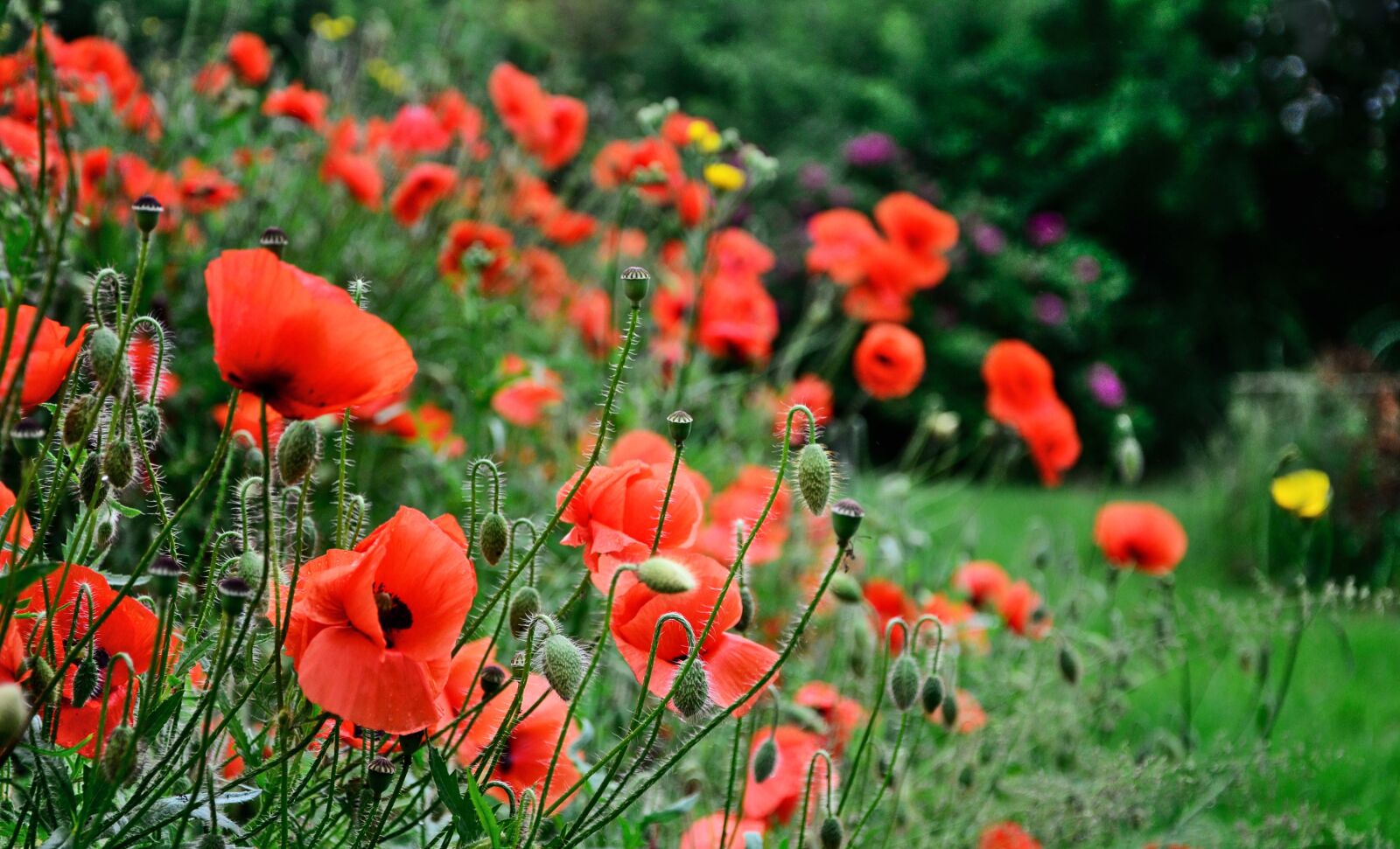Nikon D7000 sample photo. Poppies, meadow, spring photography