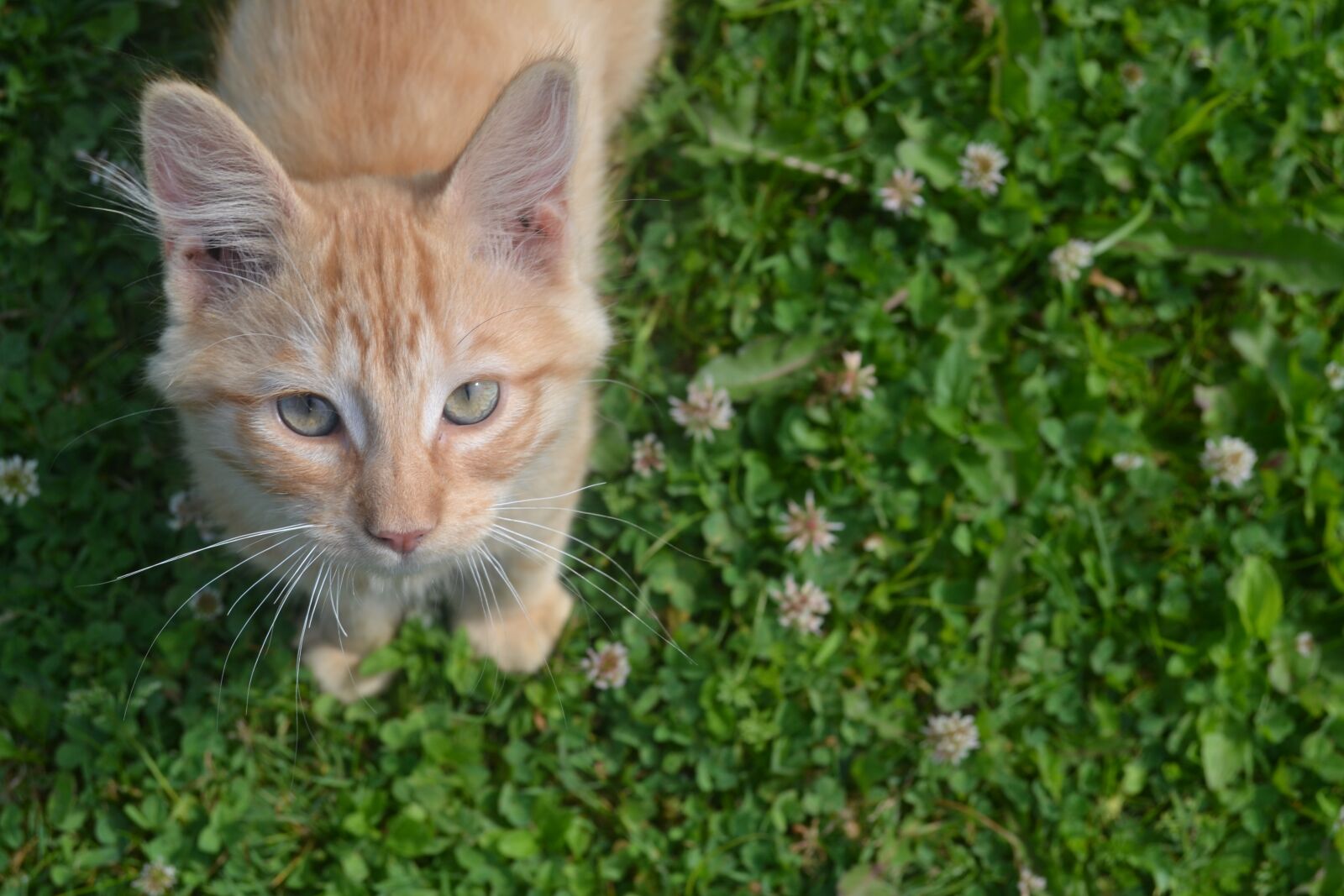 Nikon D3100 sample photo. Kitten, cat, kitty photography