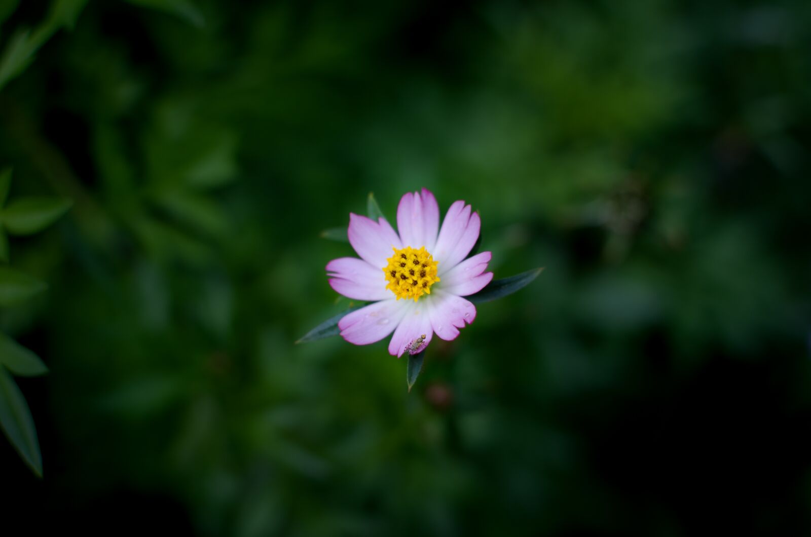 Nikon D5100 sample photo. Flower, beautiful flowers, natural photography