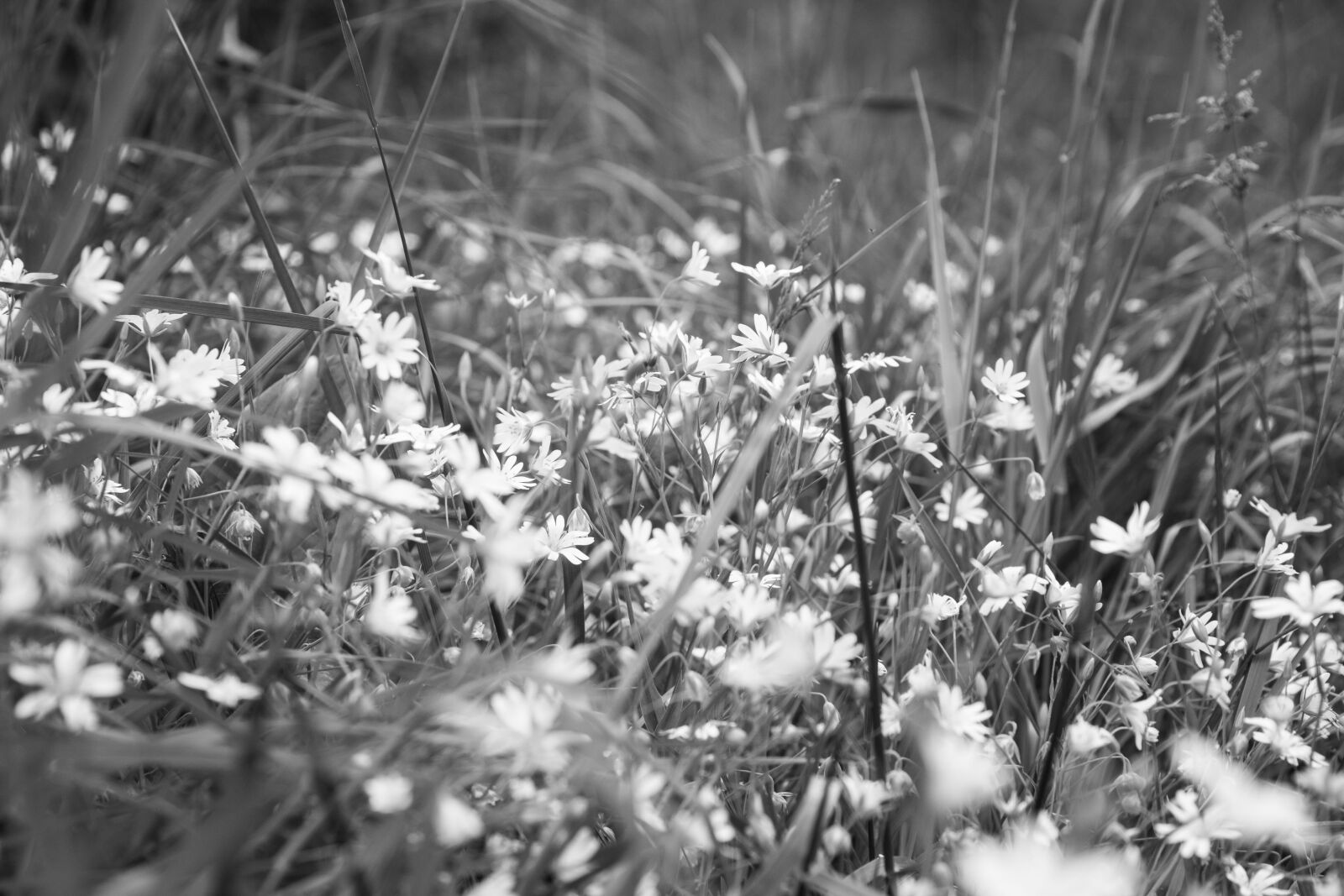Canon EOS 5D Mark III sample photo. Flower, white, black photography
