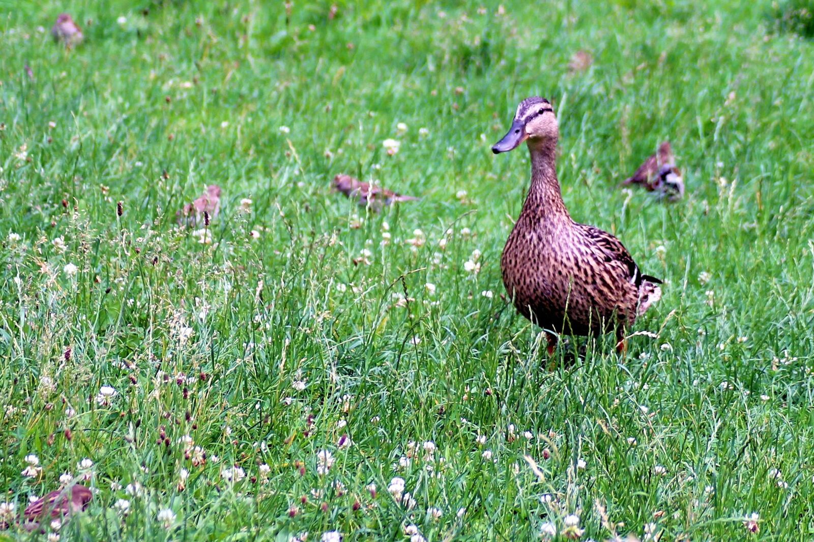 Canon EOS 600D (Rebel EOS T3i / EOS Kiss X5) sample photo. Duck, mallard, meadow photography