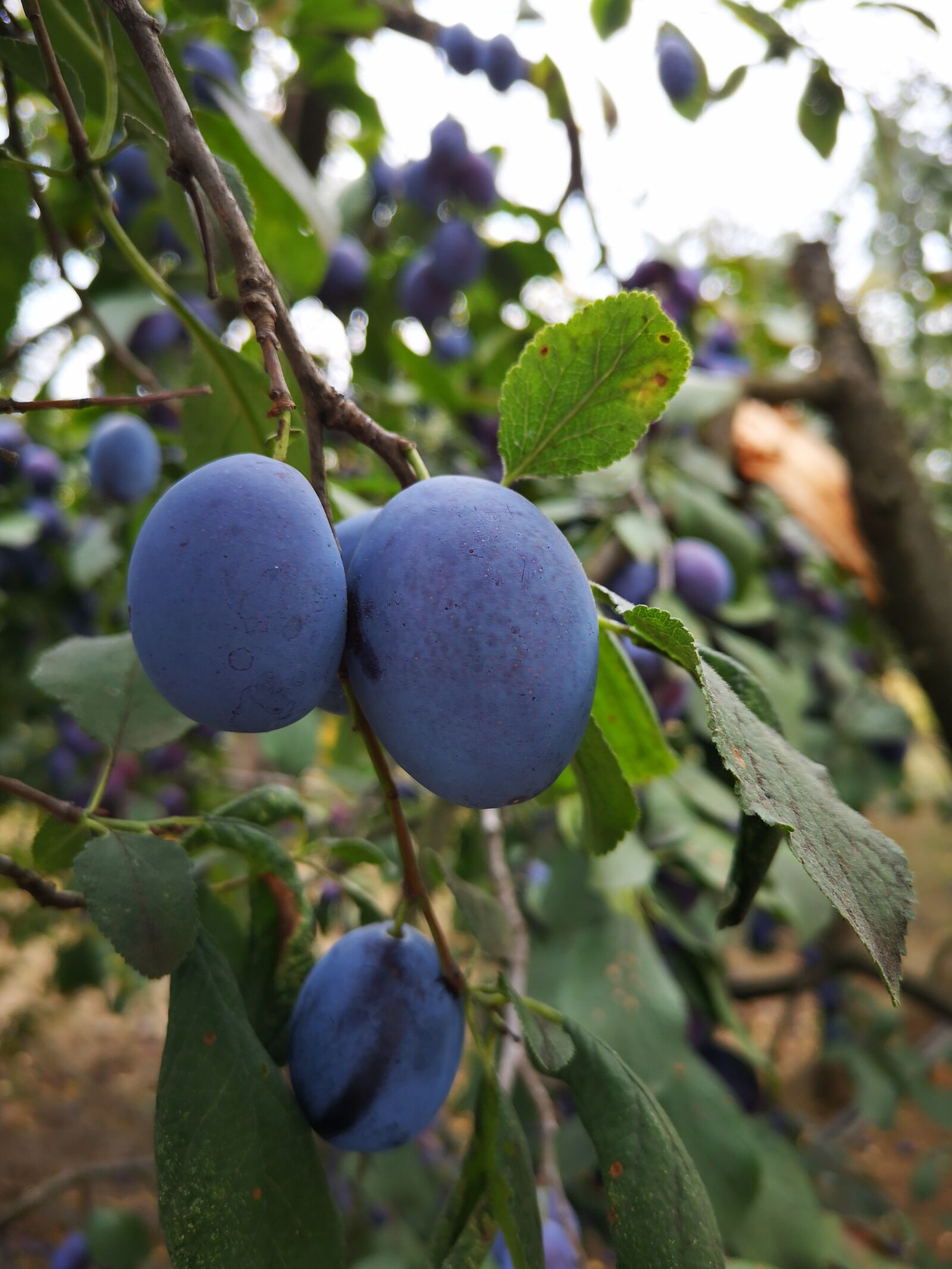 HUAWEI P20 sample photo. Plum, fruit, plum tree photography