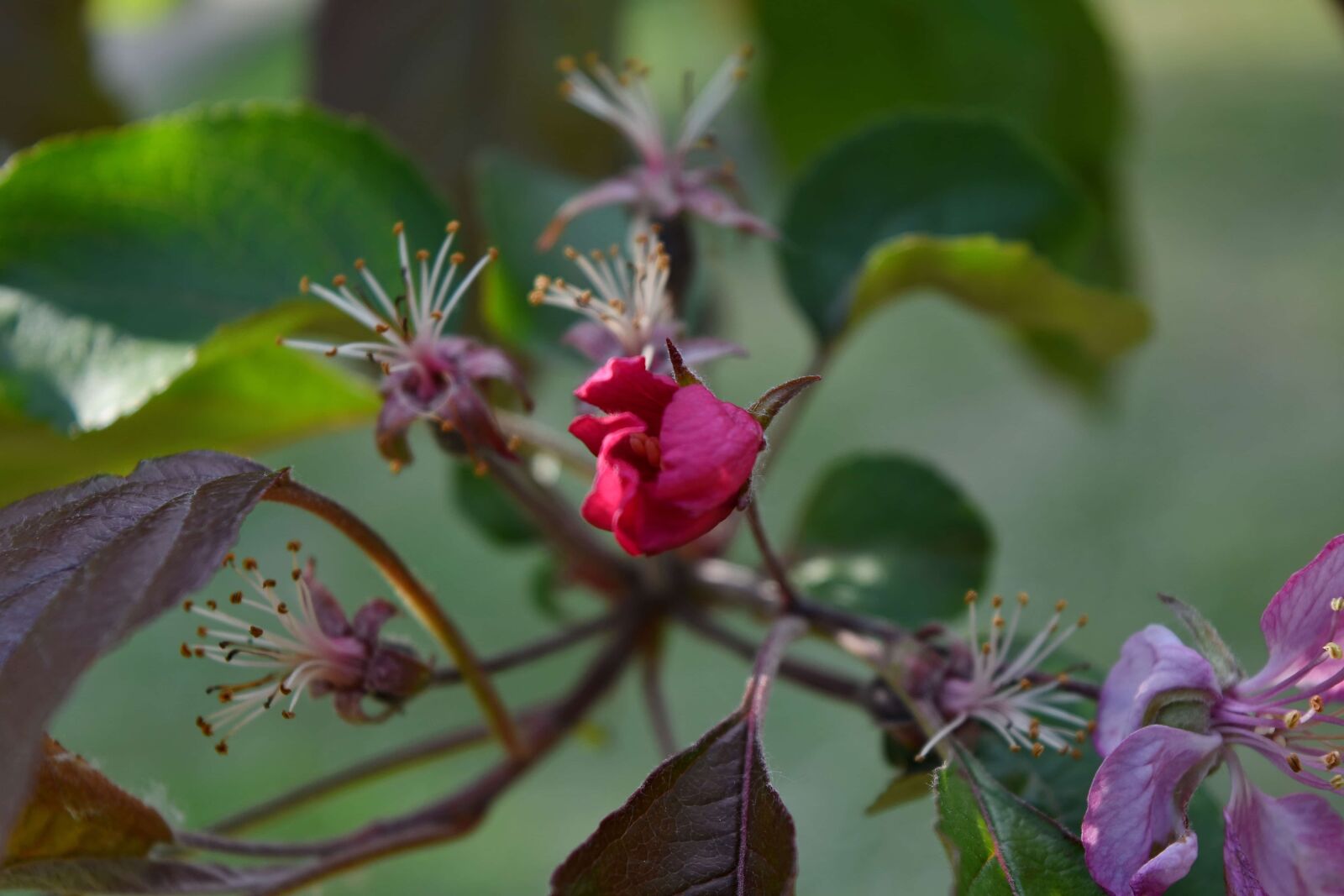 Nikon D5500 sample photo. Flower bud, nature, flower photography
