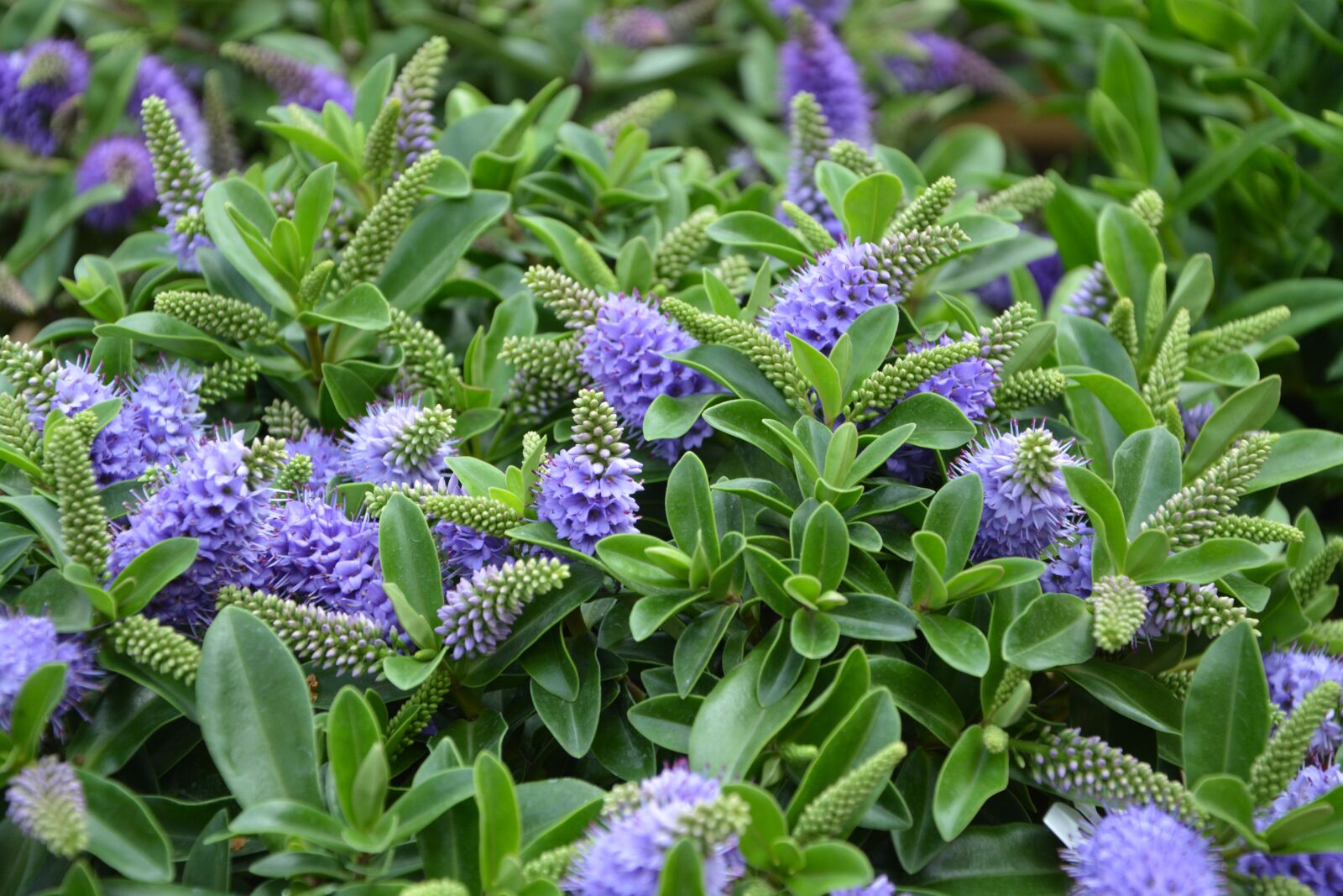 Nikon D5200 sample photo. Flowers, plants, foliage green photography