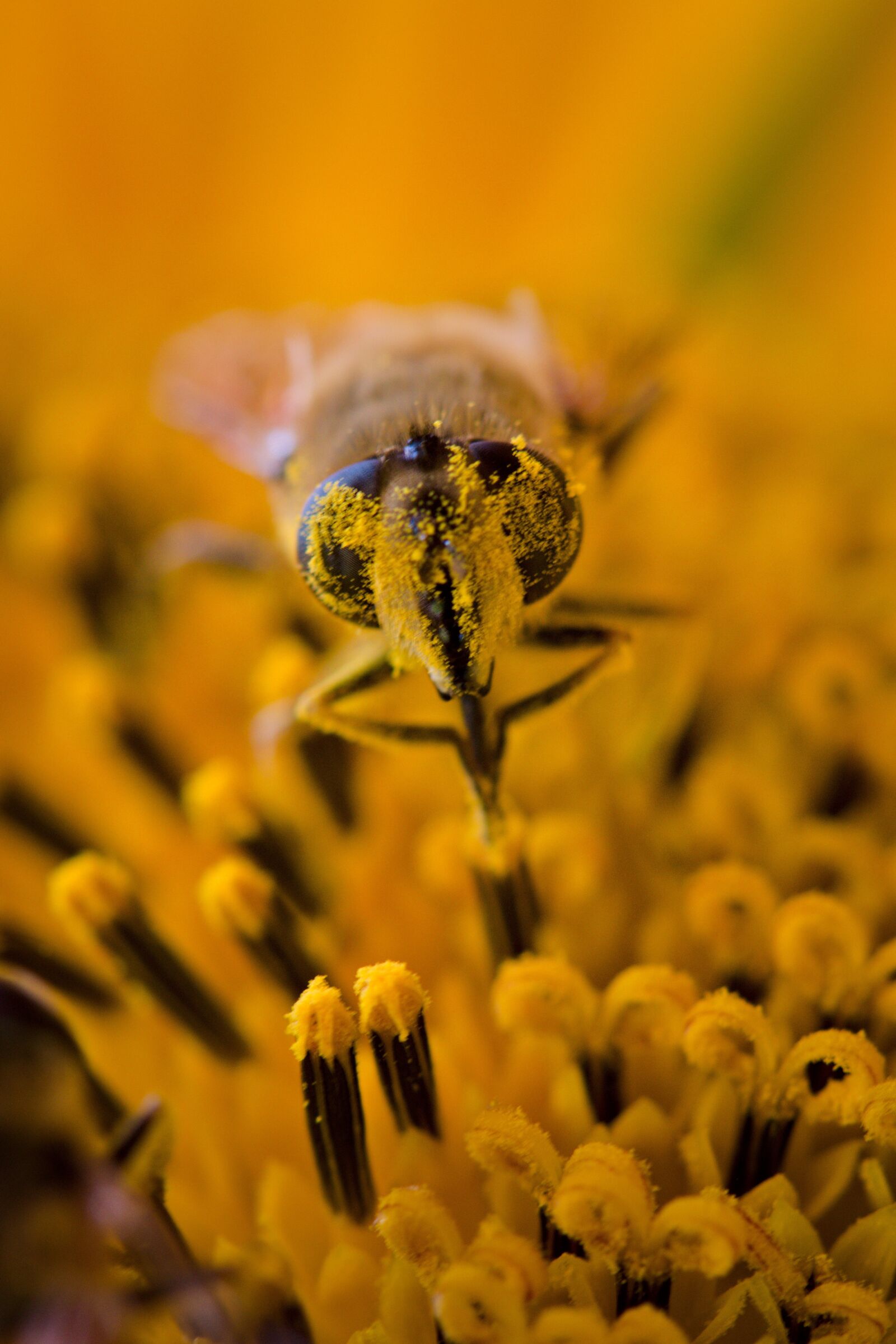 Nikon D5500 sample photo. Close up, insect, nature photography