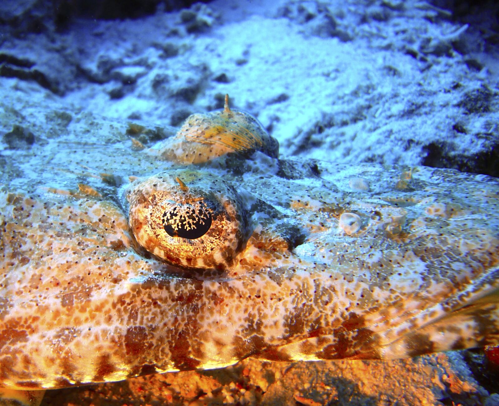 Panasonic DMC-FX01 sample photo. Crocodile fish, diving, underwater photography