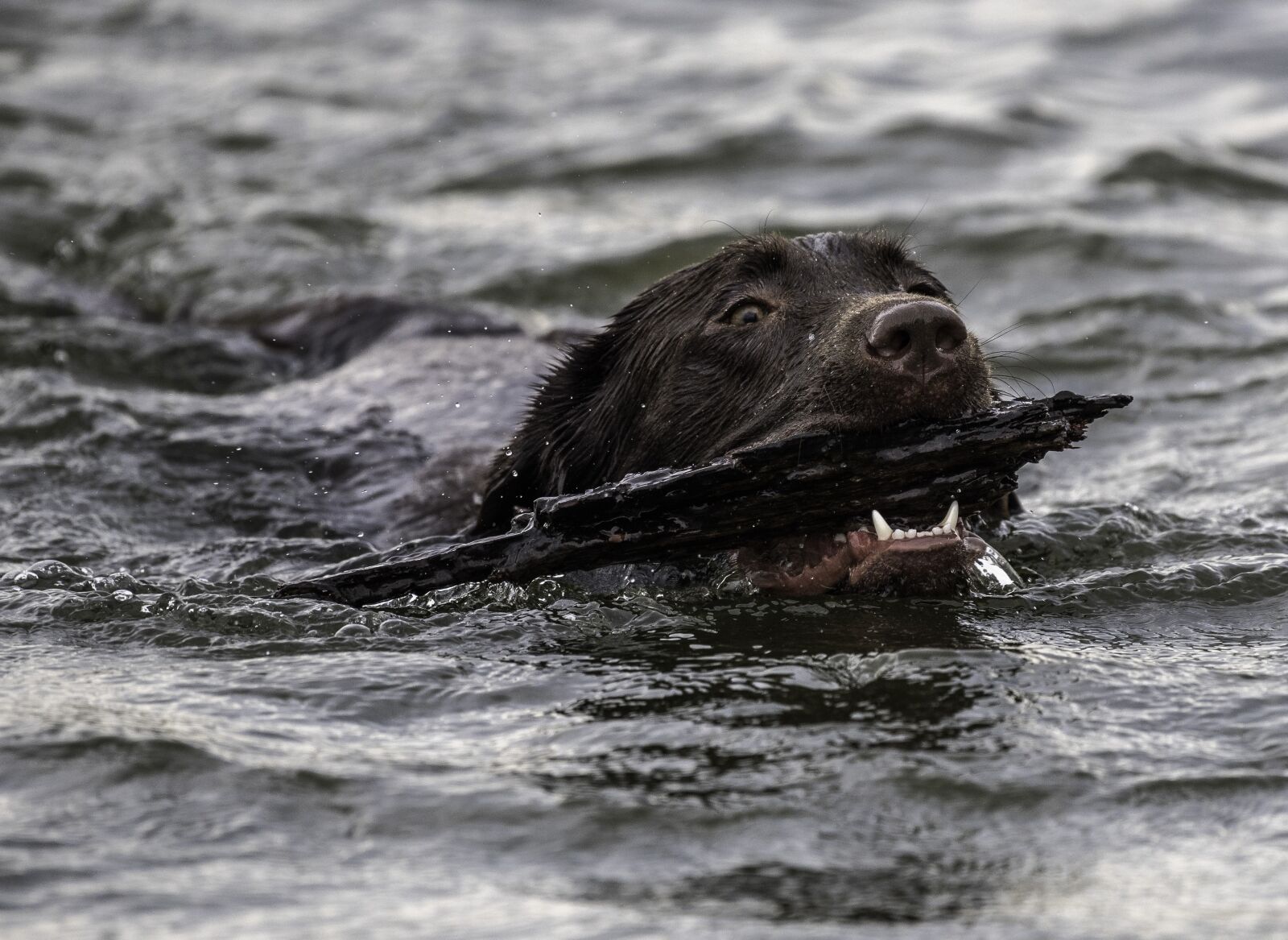 Nikon D750 sample photo. Swimming, dog, fetch photography