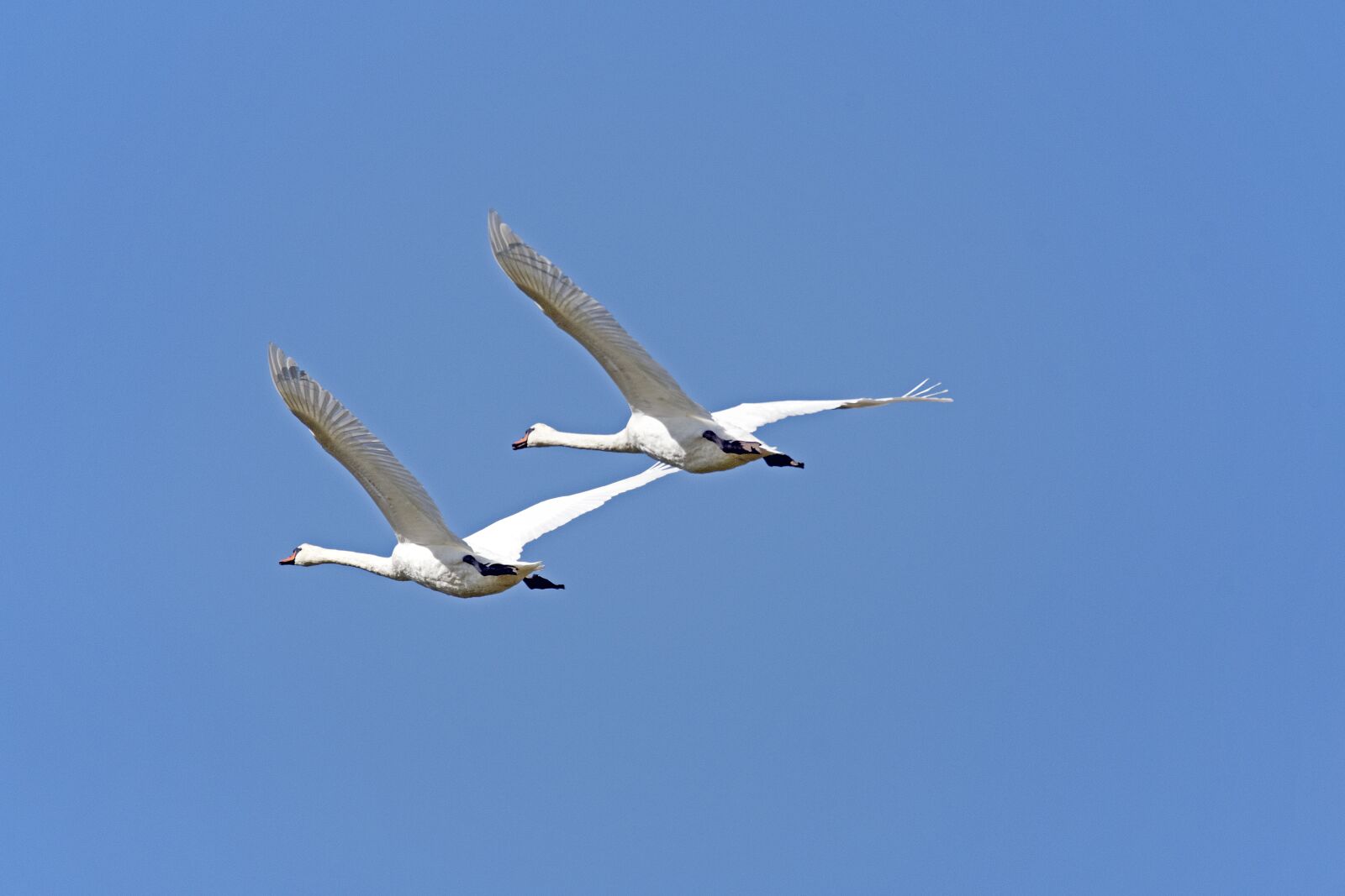 Nikon D500 sample photo. Mute swans, swans, flying photography