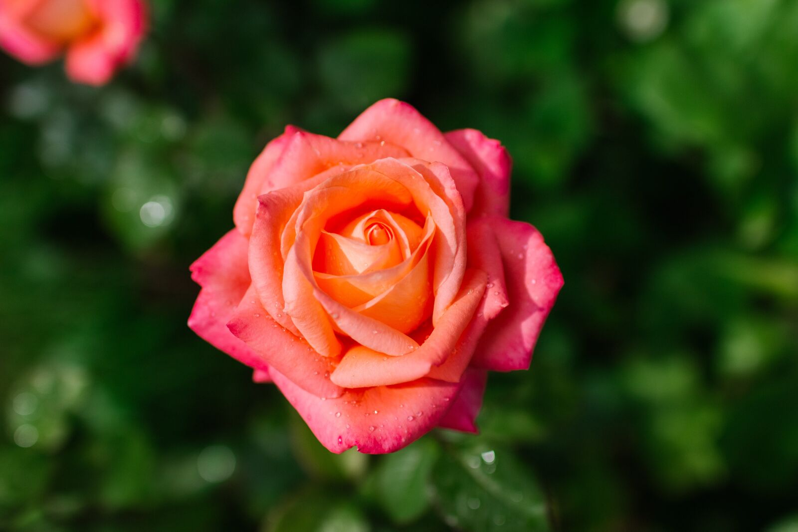 Canon EOS 60D sample photo. Rose, beautiful, roses photography