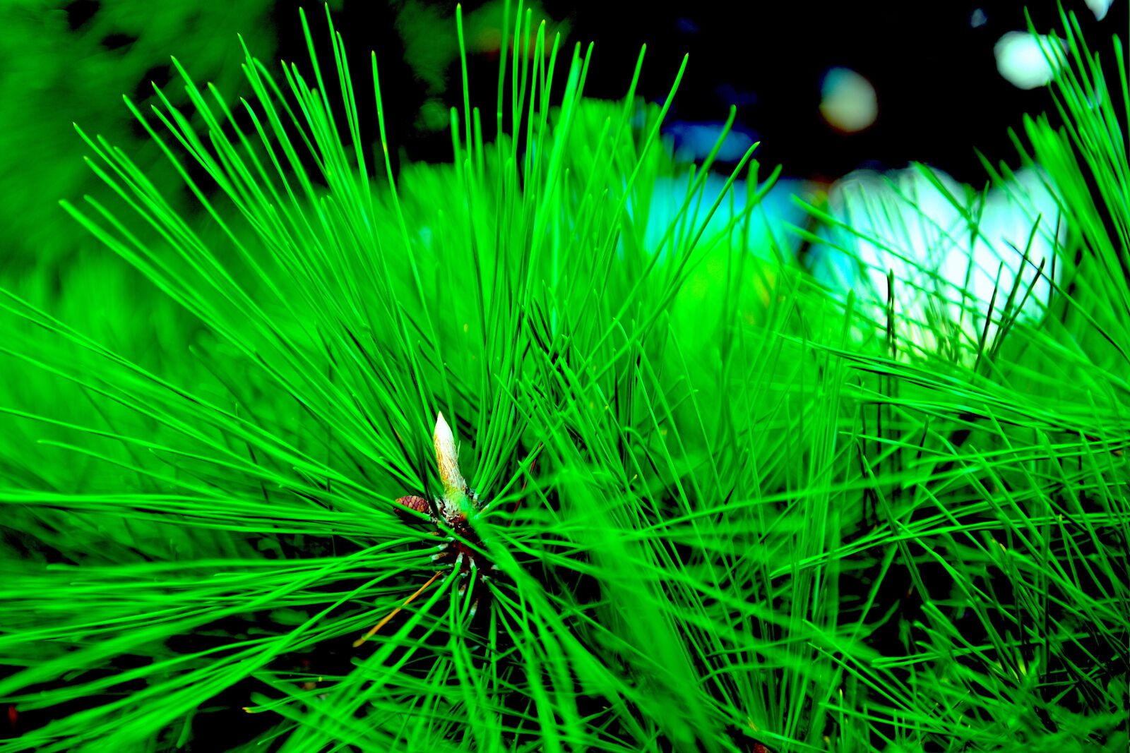 Nikon D750 sample photo. Pine, green, plant photography