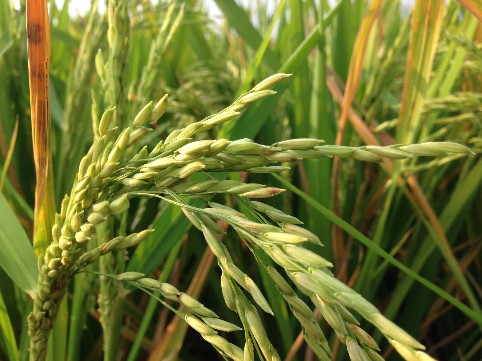 iPhone 5 back camera 4.12mm f/2.4 sample photo. Rice, rice field, farms photography