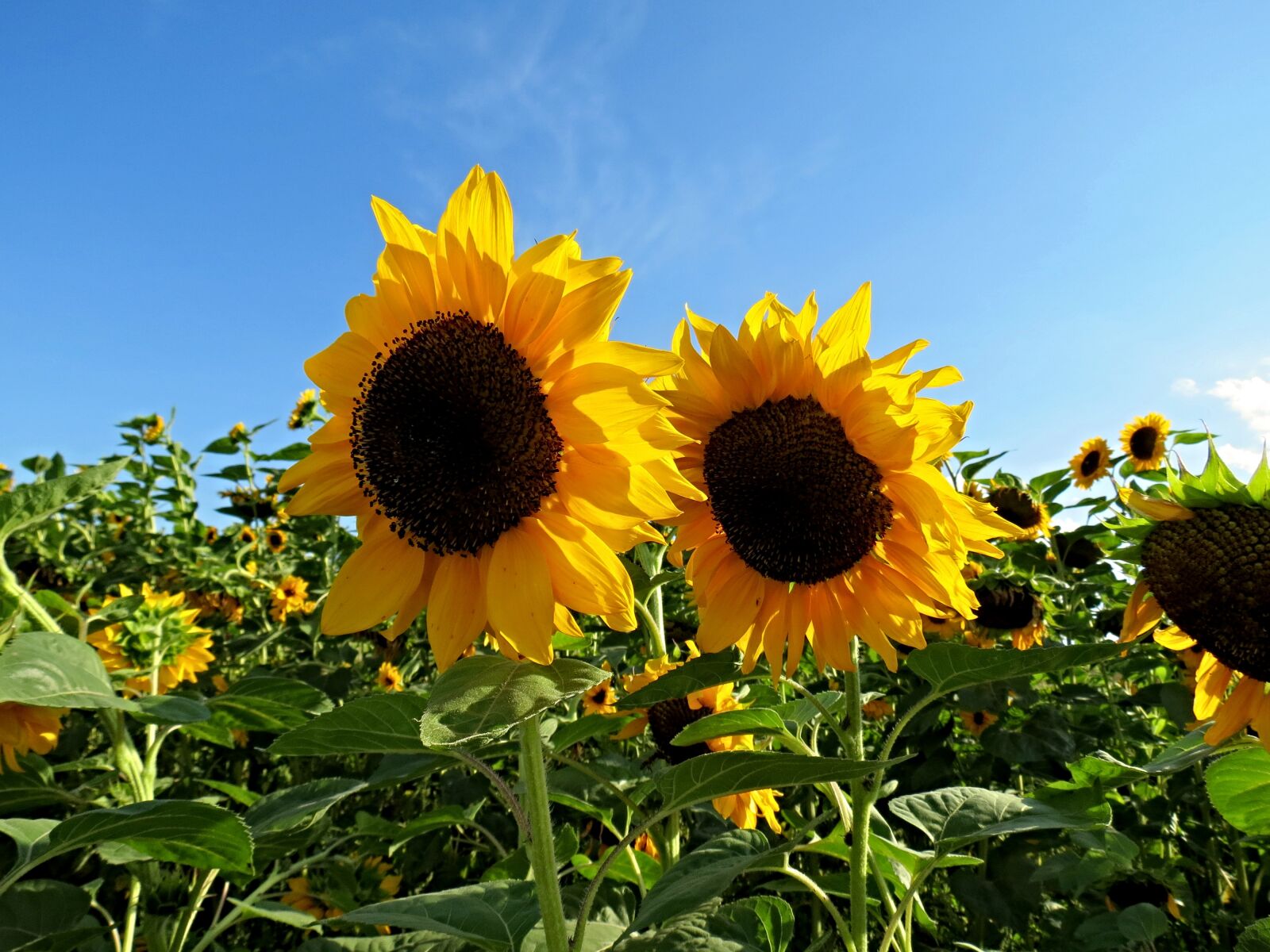 Canon PowerShot SX40 HS sample photo. Sunflower, field, sunflower field photography