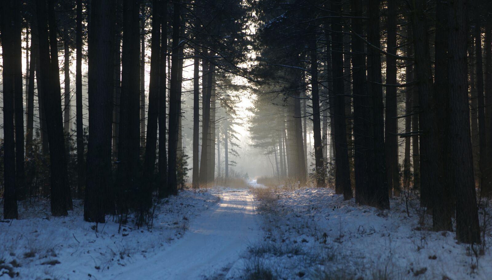 Sony Alpha DSLR-A700 sample photo. Fog, nature, snow photography