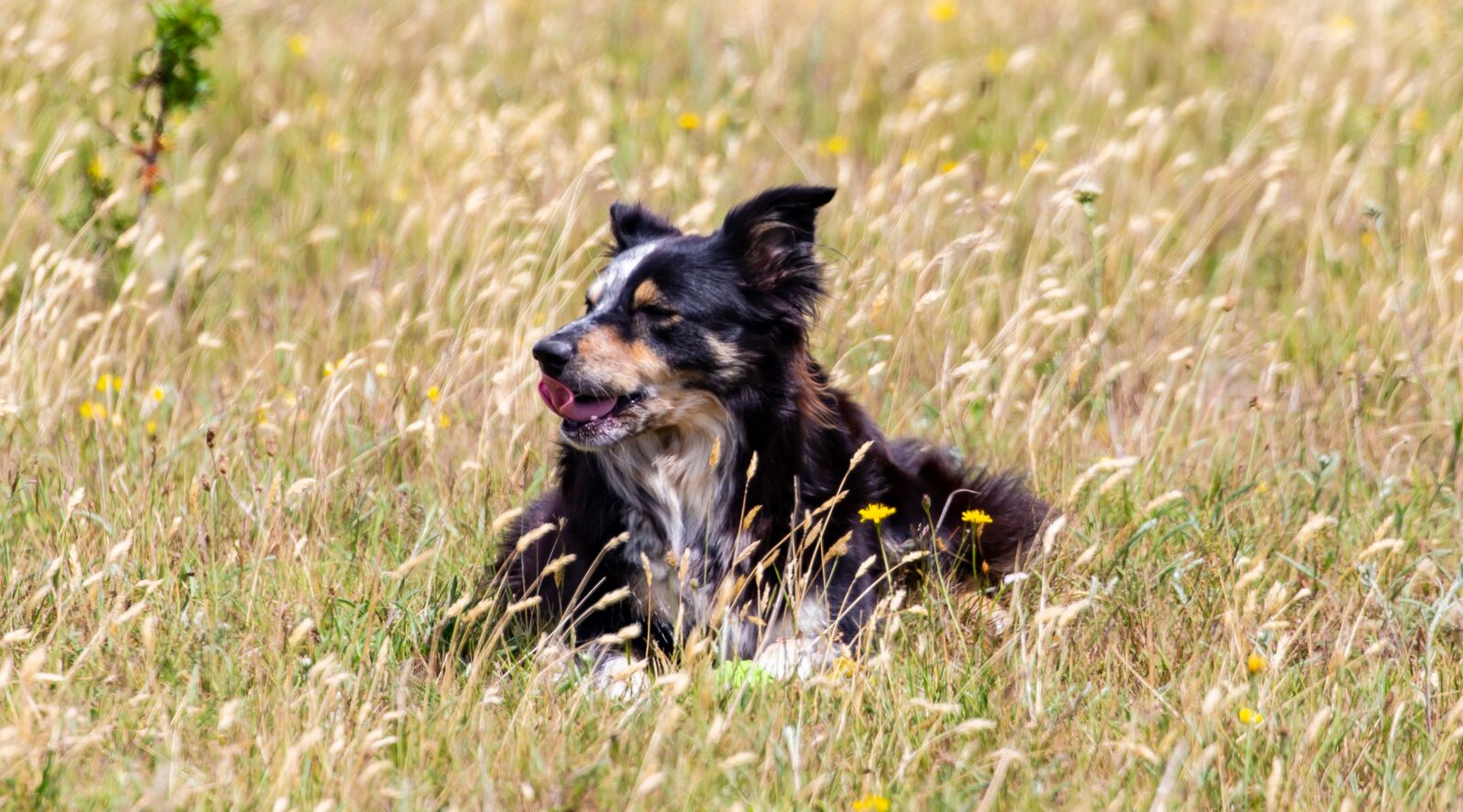 Canon EOS 5D Mark III sample photo. Border collie, wet dog photography
