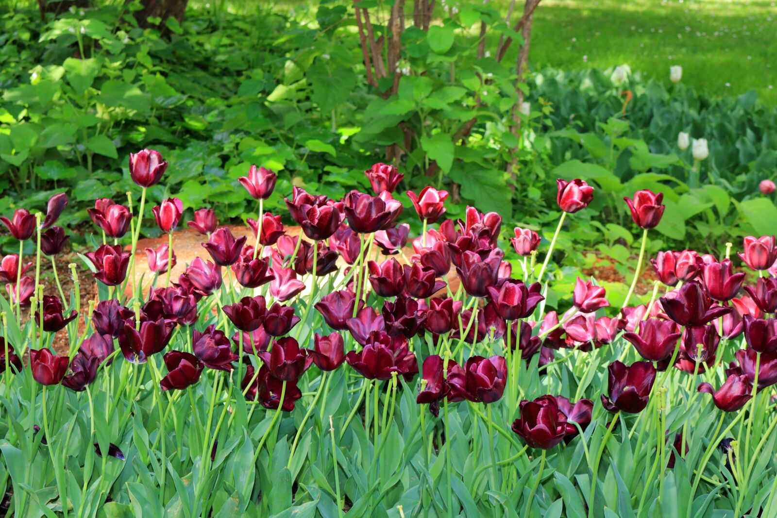 Canon EOS 750D (EOS Rebel T6i / EOS Kiss X8i) sample photo. Spring, metropolitan park, flowers photography