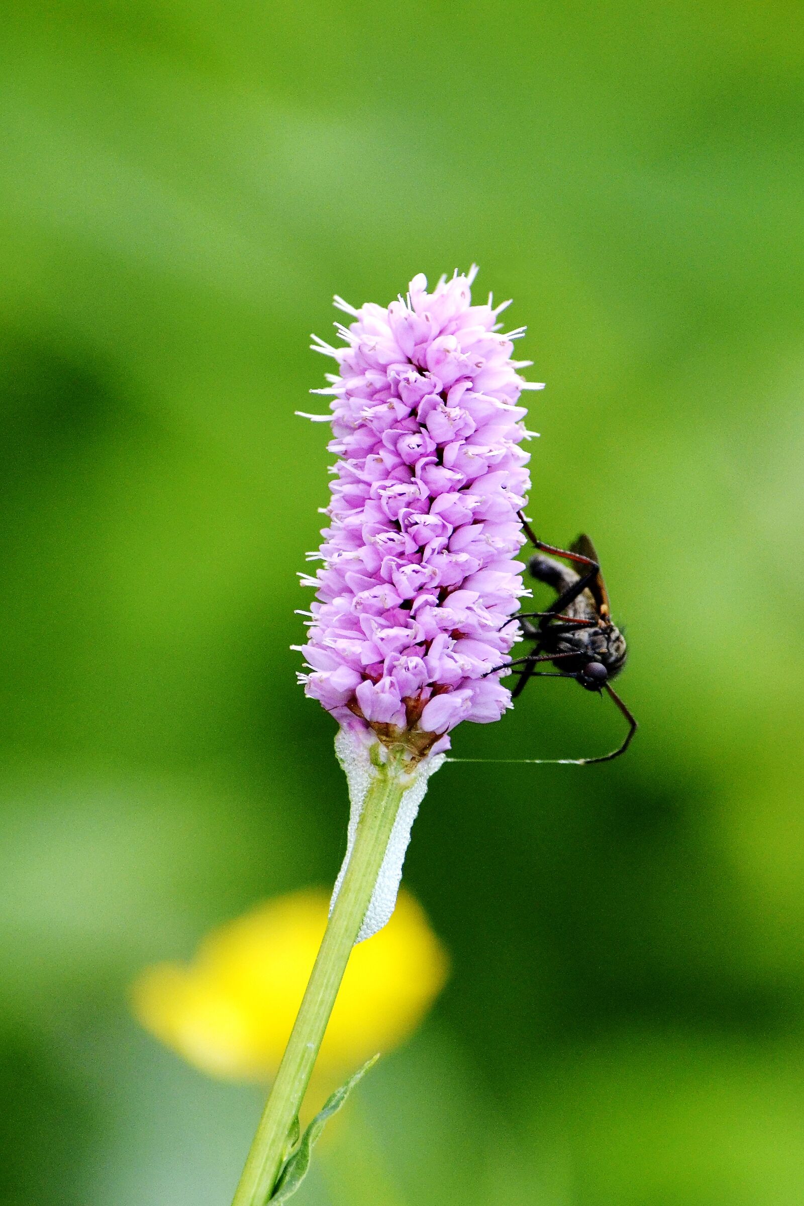 Nikon D7000 sample photo. Meadow flower with insect photography