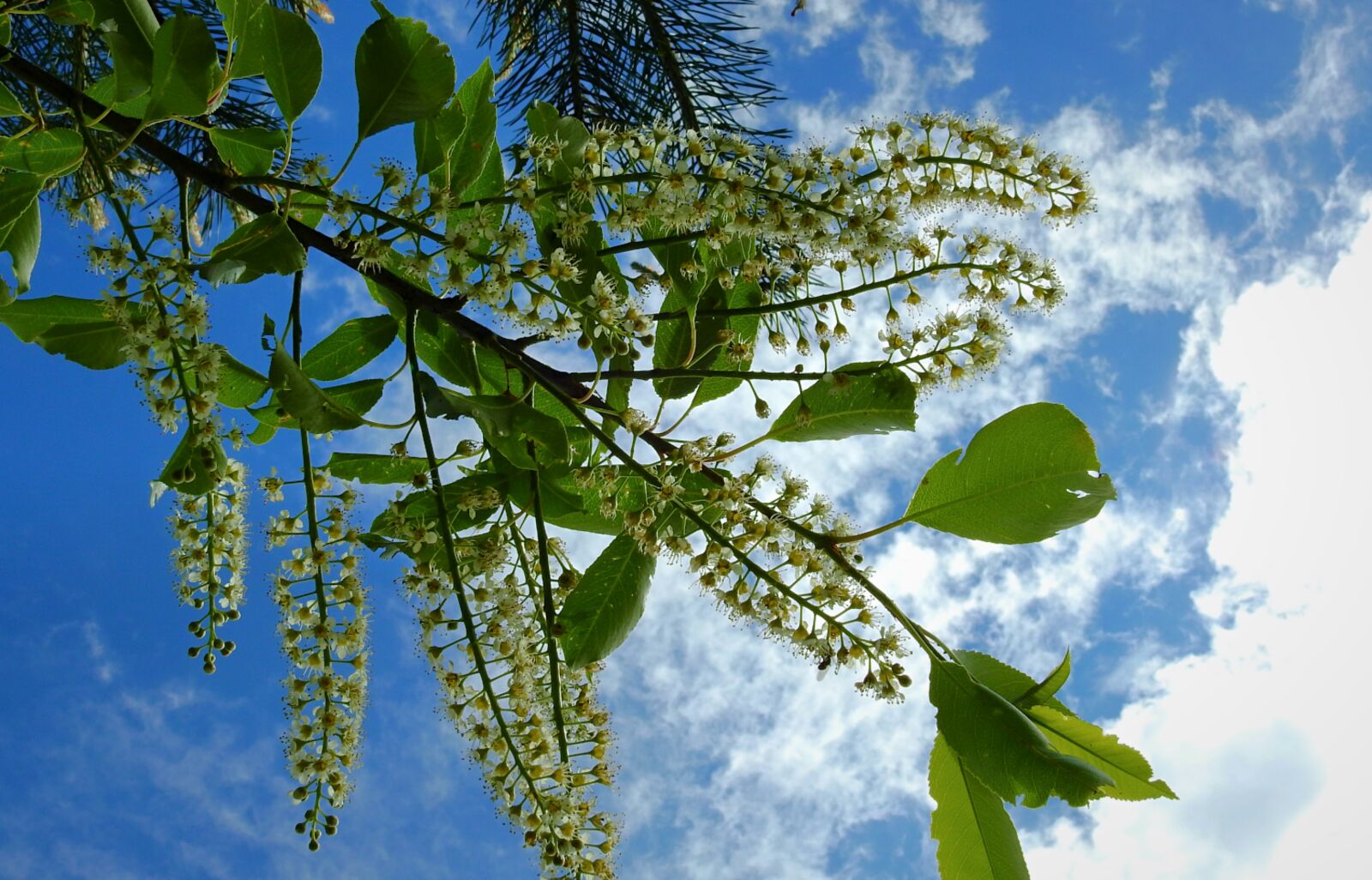 Nikon Coolpix P900 sample photo. Flowering, inflorescence, sprig photography