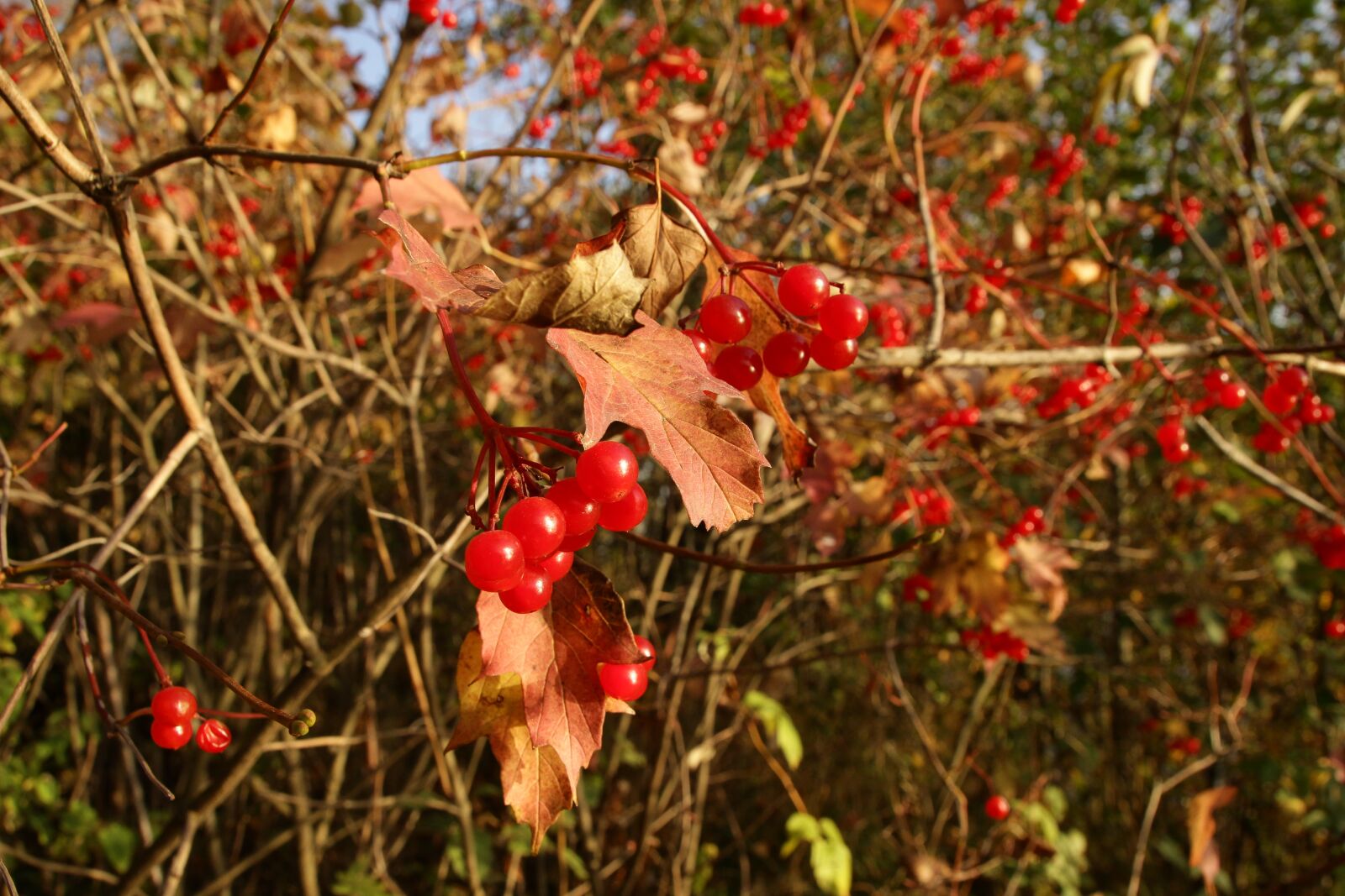 Canon EOS 600D (Rebel EOS T3i / EOS Kiss X5) sample photo. Viburnum, red berries, bush photography