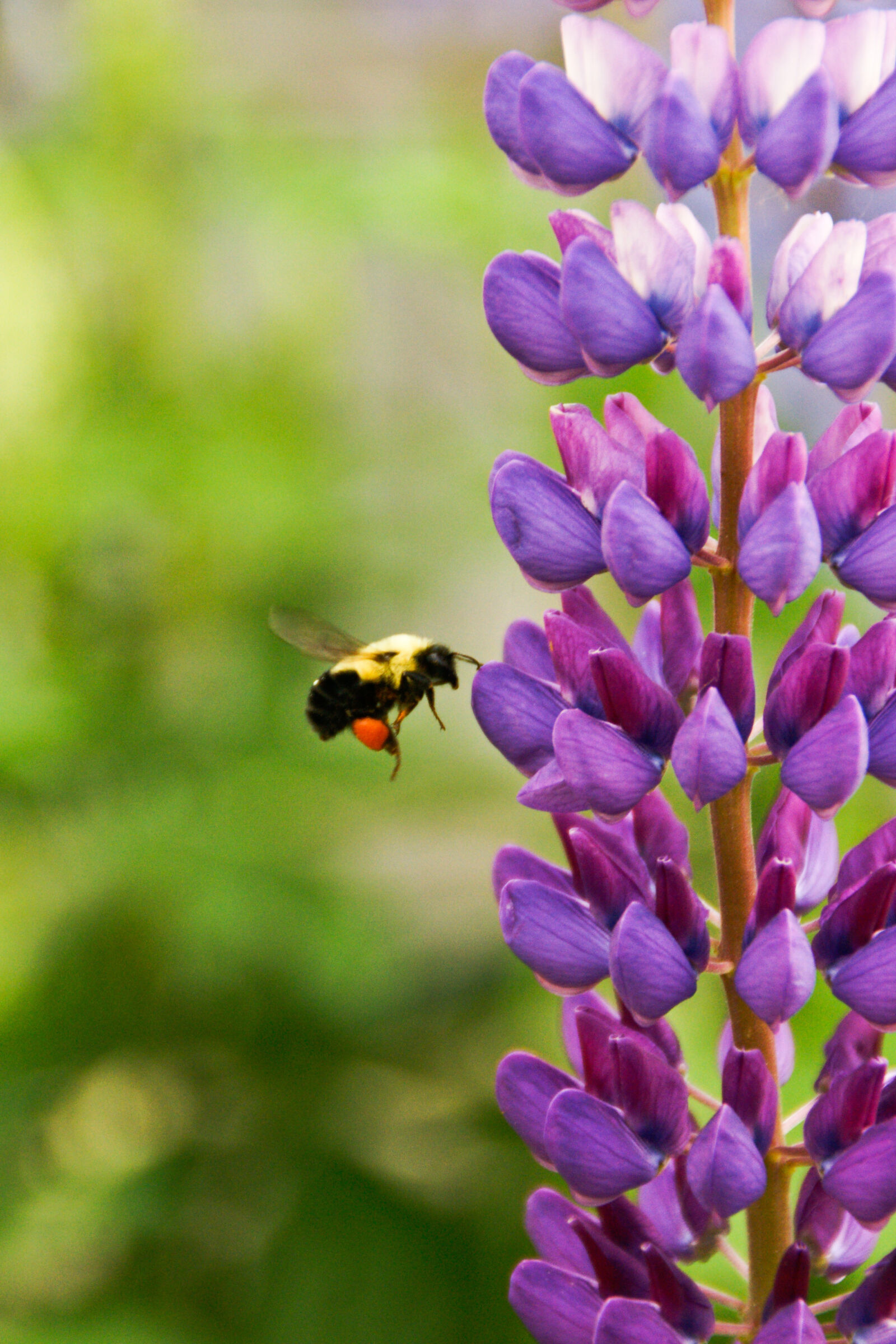 Sony Alpha DSLR-A700 sample photo. Nature, flying, summer, purple photography