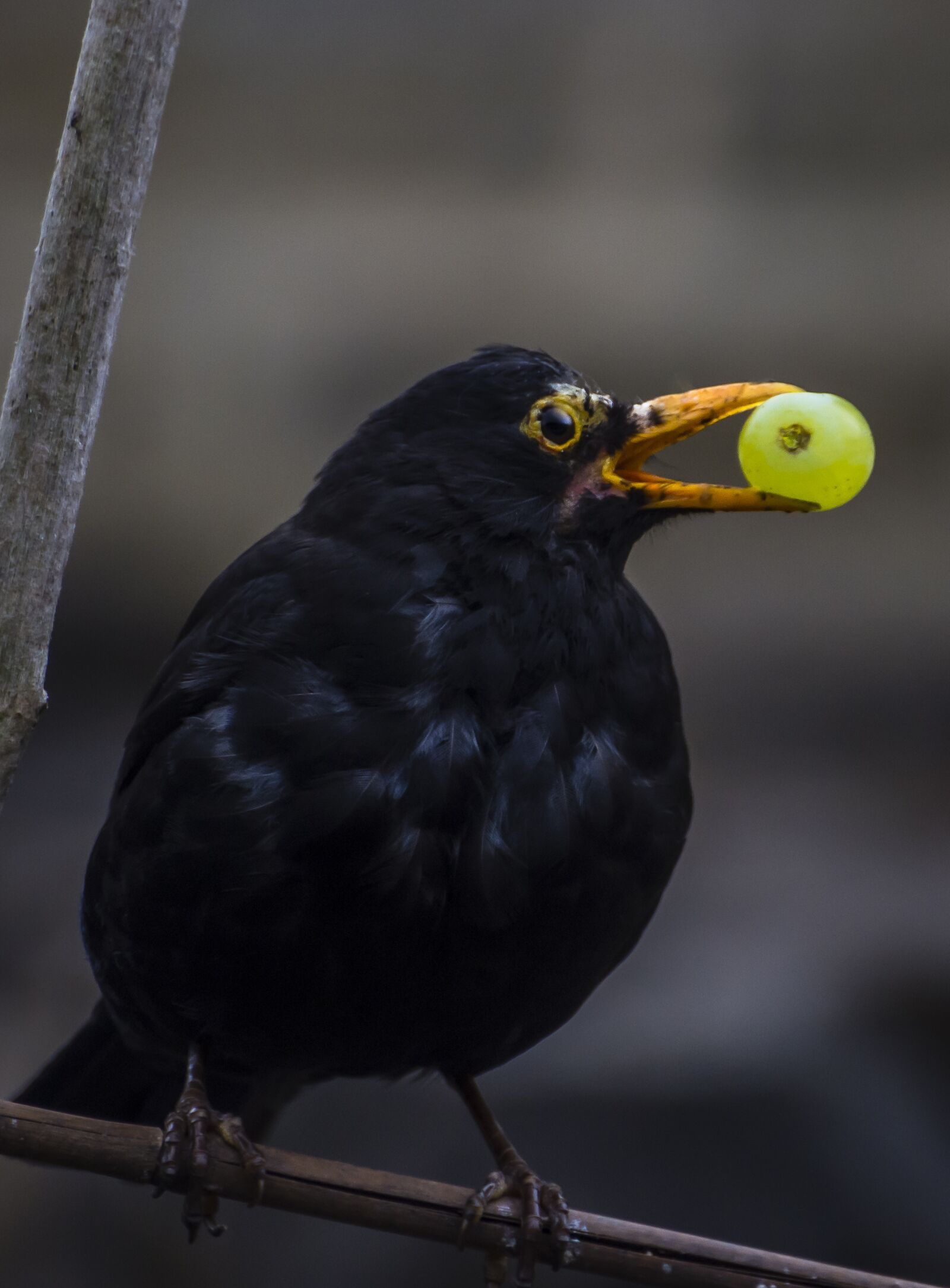Nikon D7200 sample photo. Bird, black, wildlife photography