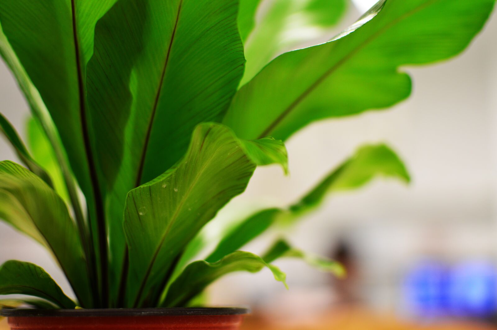 Nikon D3200 + Nikon AF-S DX Nikkor 35mm F1.8G sample photo. Green, plant photography