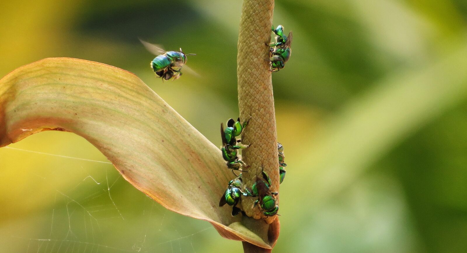 Canon PowerShot SX50 HS sample photo. Insect, nature, wild life photography