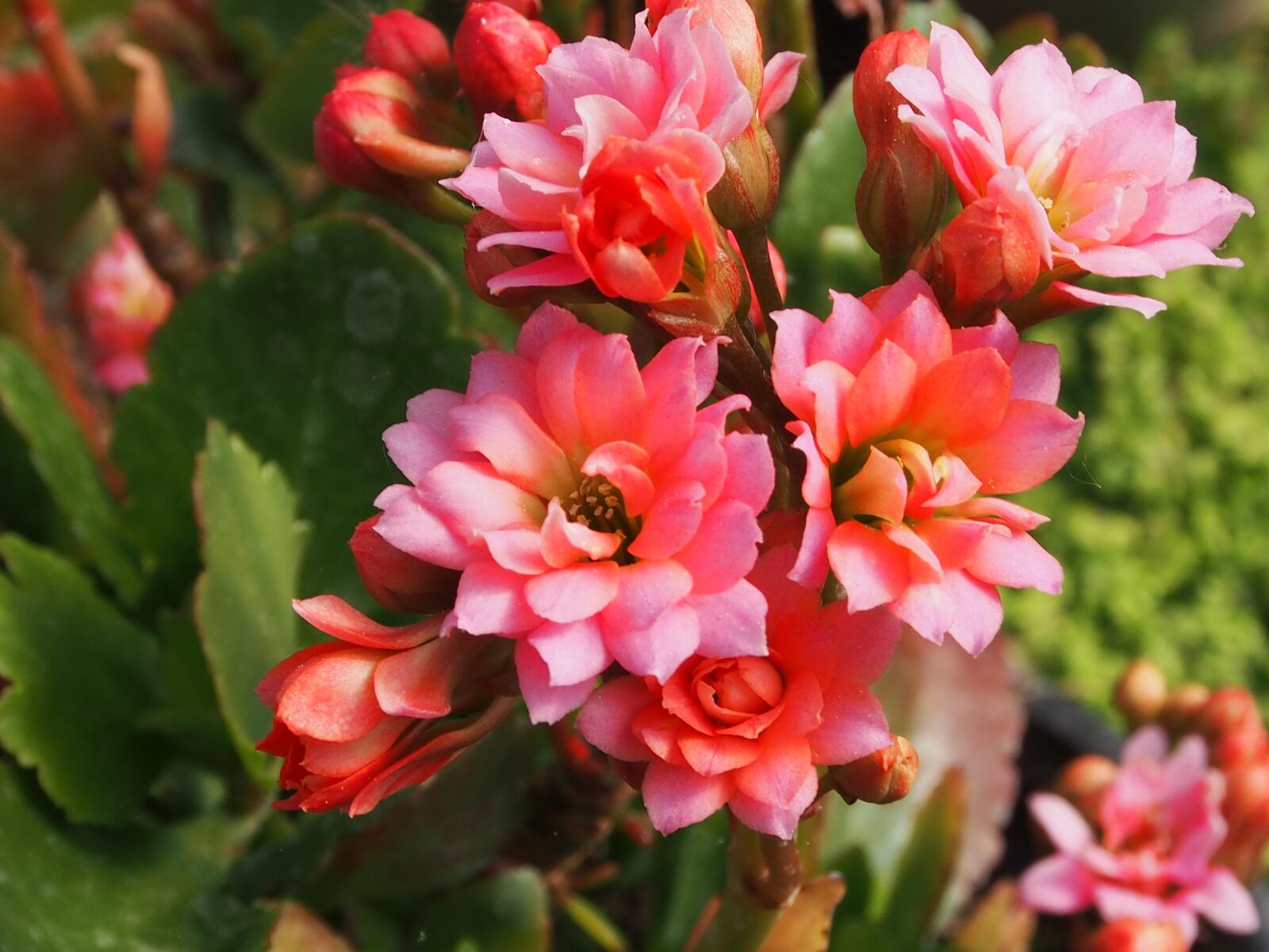 Olympus OM-D E-M5 sample photo. Flower, pink orange photography