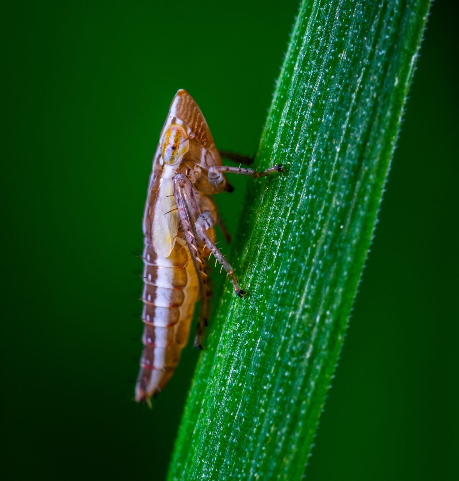 Sony a7R II sample photo. Macro, insect, bespozvonochnoe photography