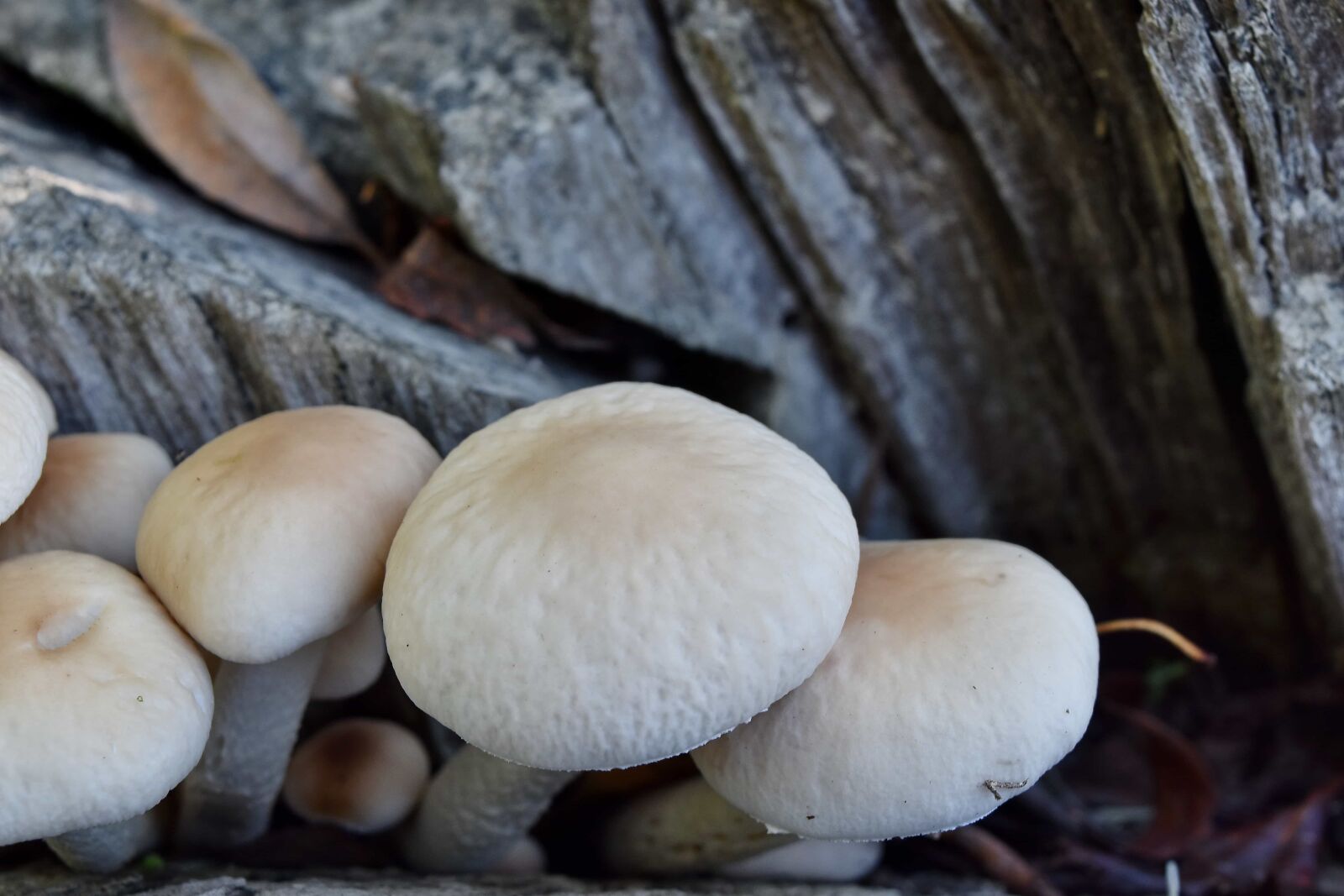 Nikon D5500 sample photo. Close-up, mushroom, wood, fungus photography