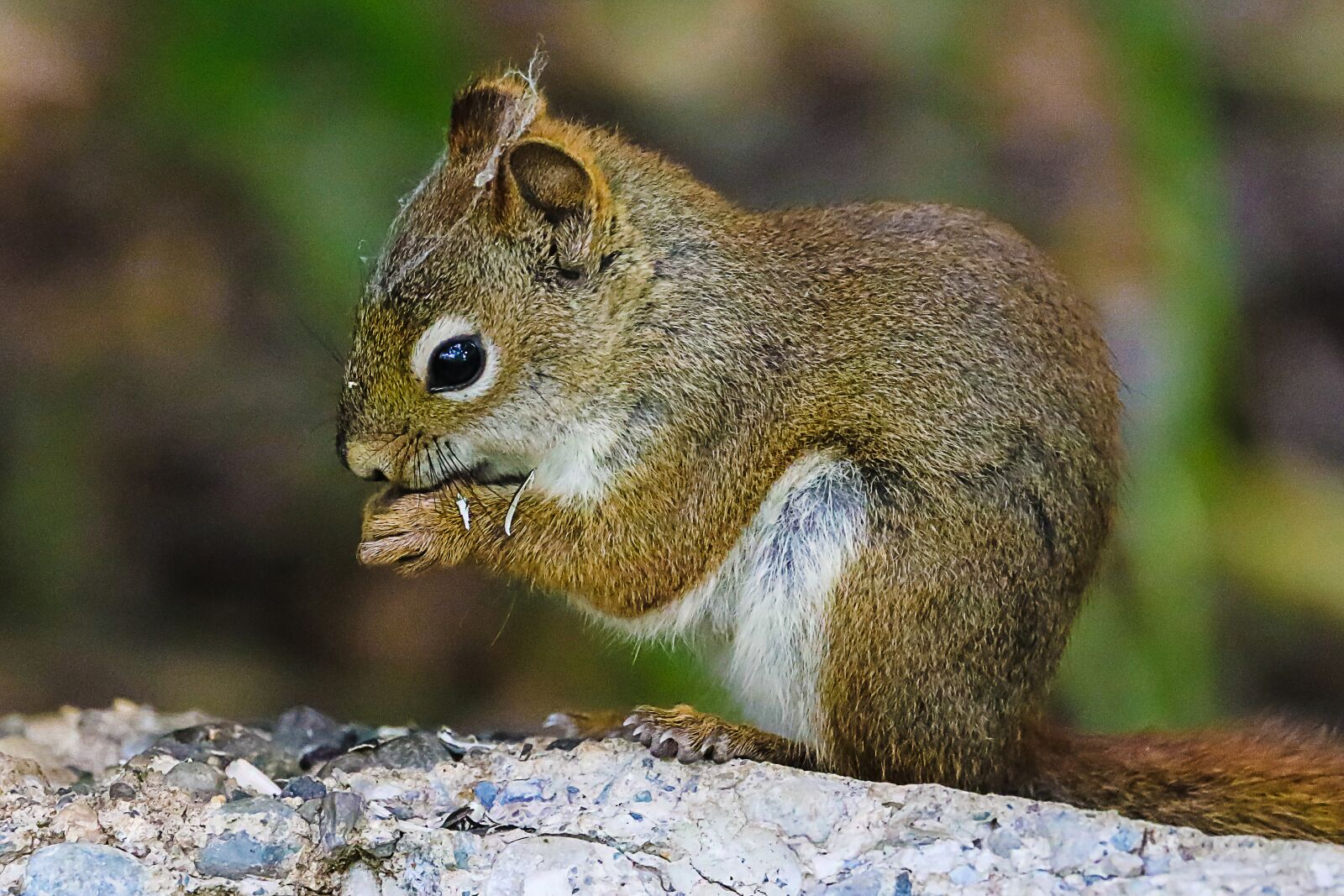 Canon EOS 5D Mark IV sample photo. Squirrel, cute, nature photography