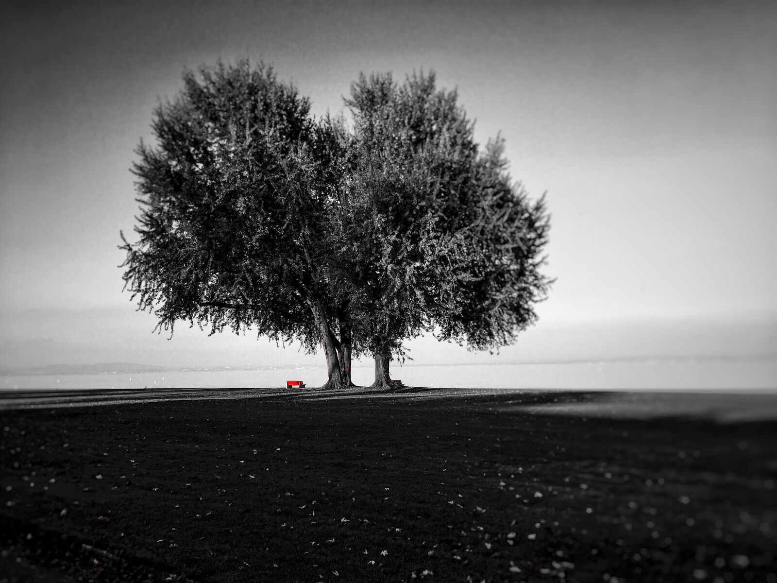 Apple iPhone 6 sample photo. Meadow, lake, black white photography