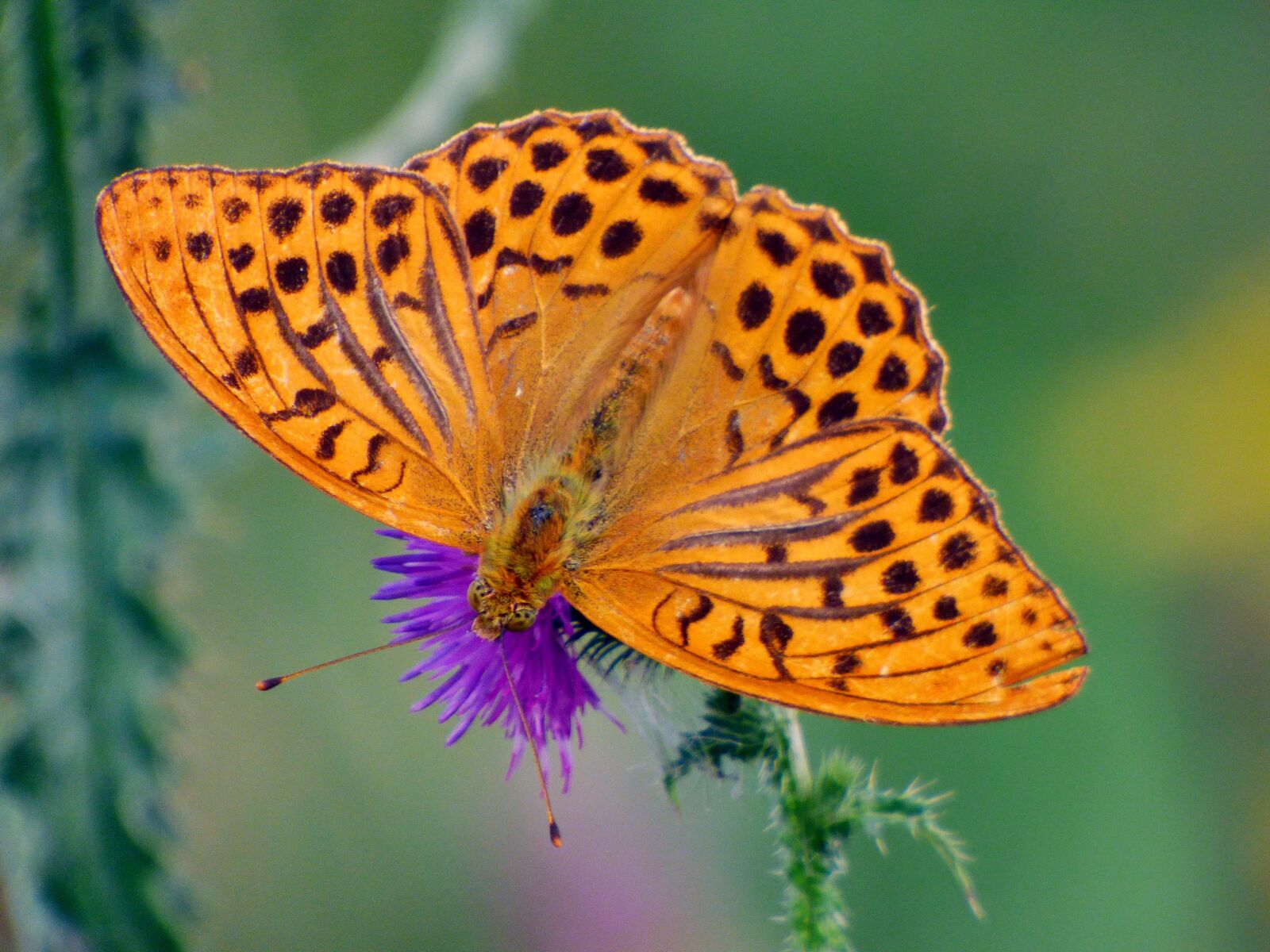 Panasonic DMC-FZ72 sample photo. Butterfly, colors, thistle photography
