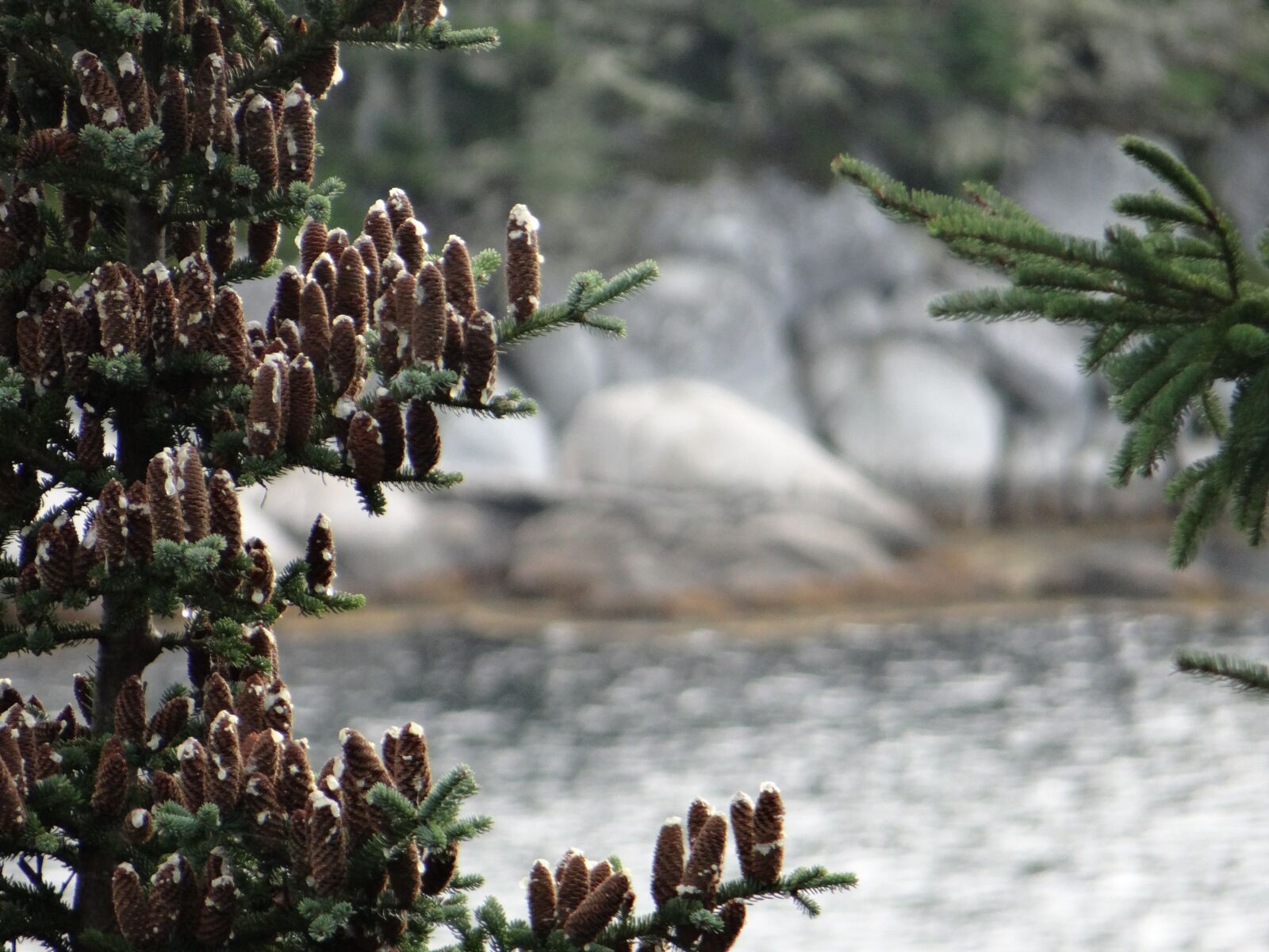 Sony DSC-HX200V sample photo. Pine cones, trees, spruce photography