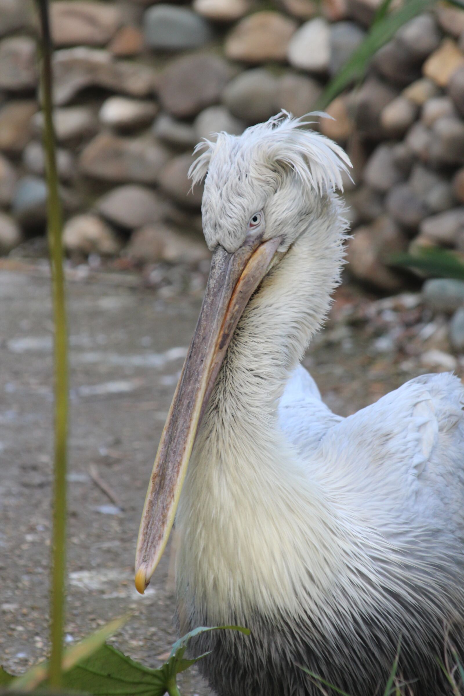 Canon EOS 650D (EOS Rebel T4i / EOS Kiss X6i) sample photo. Pelican, dalmatian pelican, bird photography