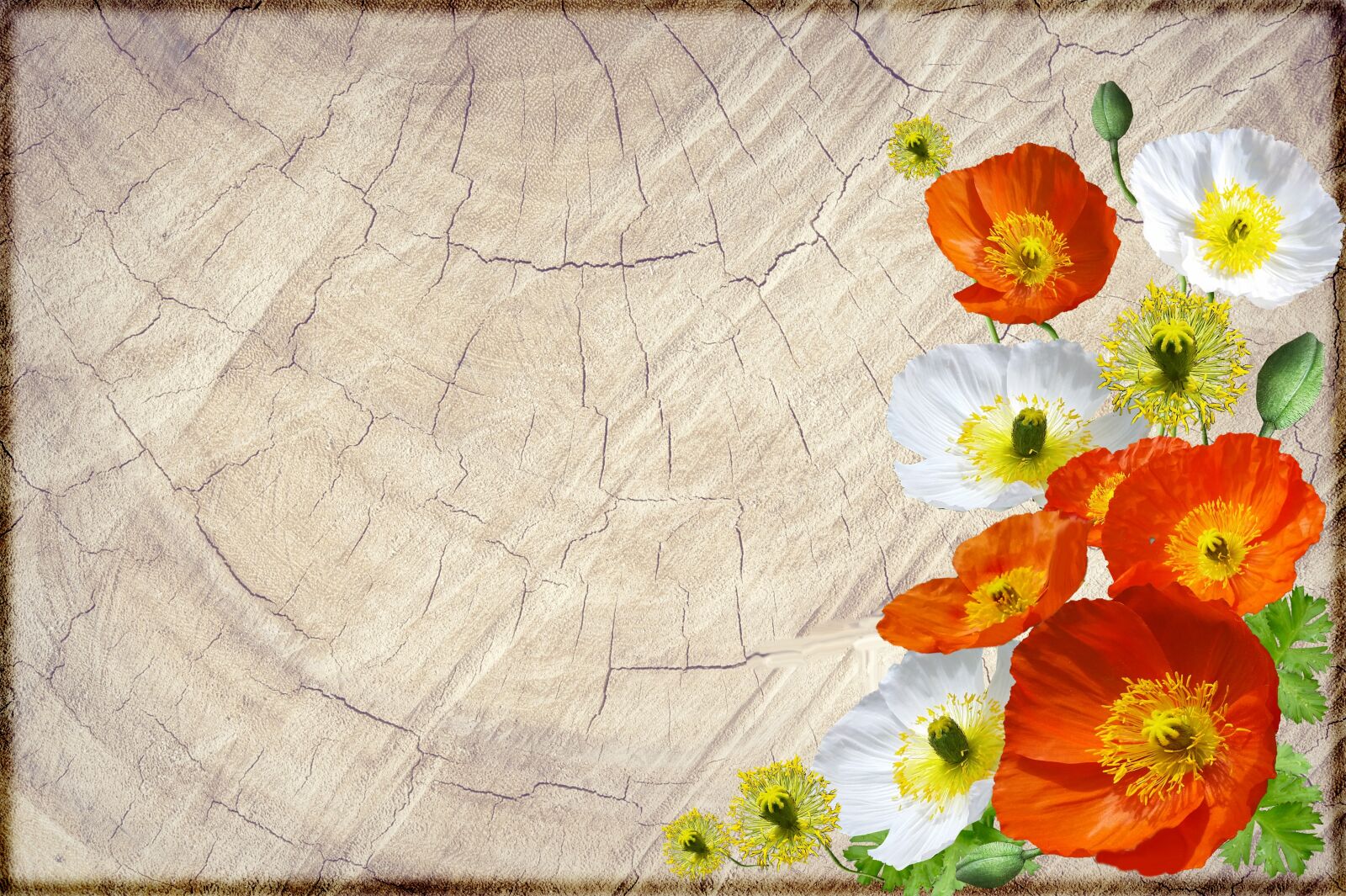 Nikon D700 sample photo. Greeting card, poppies, flowers photography