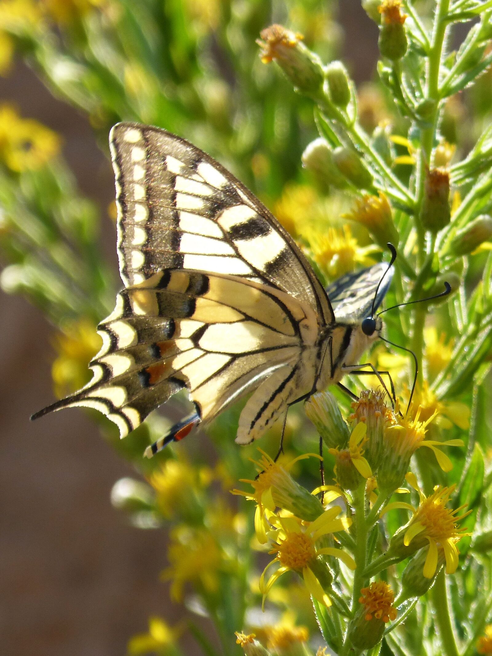 Panasonic DMC-FZ62 sample photo. Machaon, papilio machaon, butterfly photography