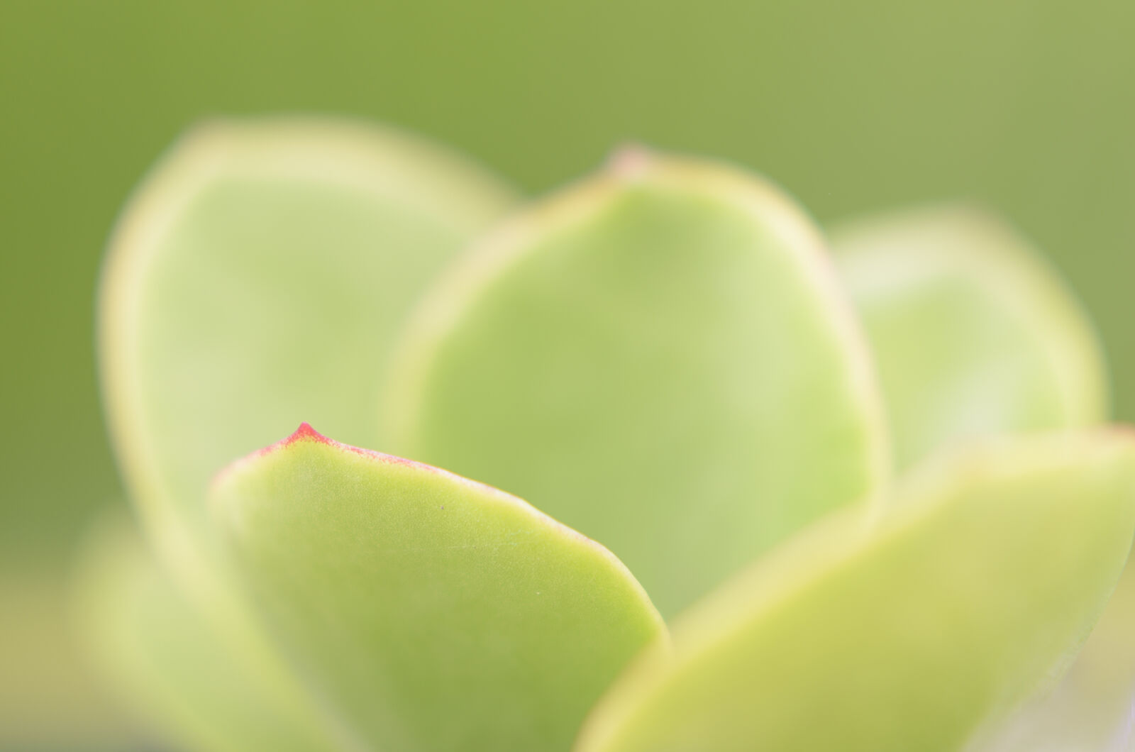 Nikon D7000 + Nikon AF-S Nikkor 50mm F1.8G sample photo. Abstract, abstrato, background, brazilian photography