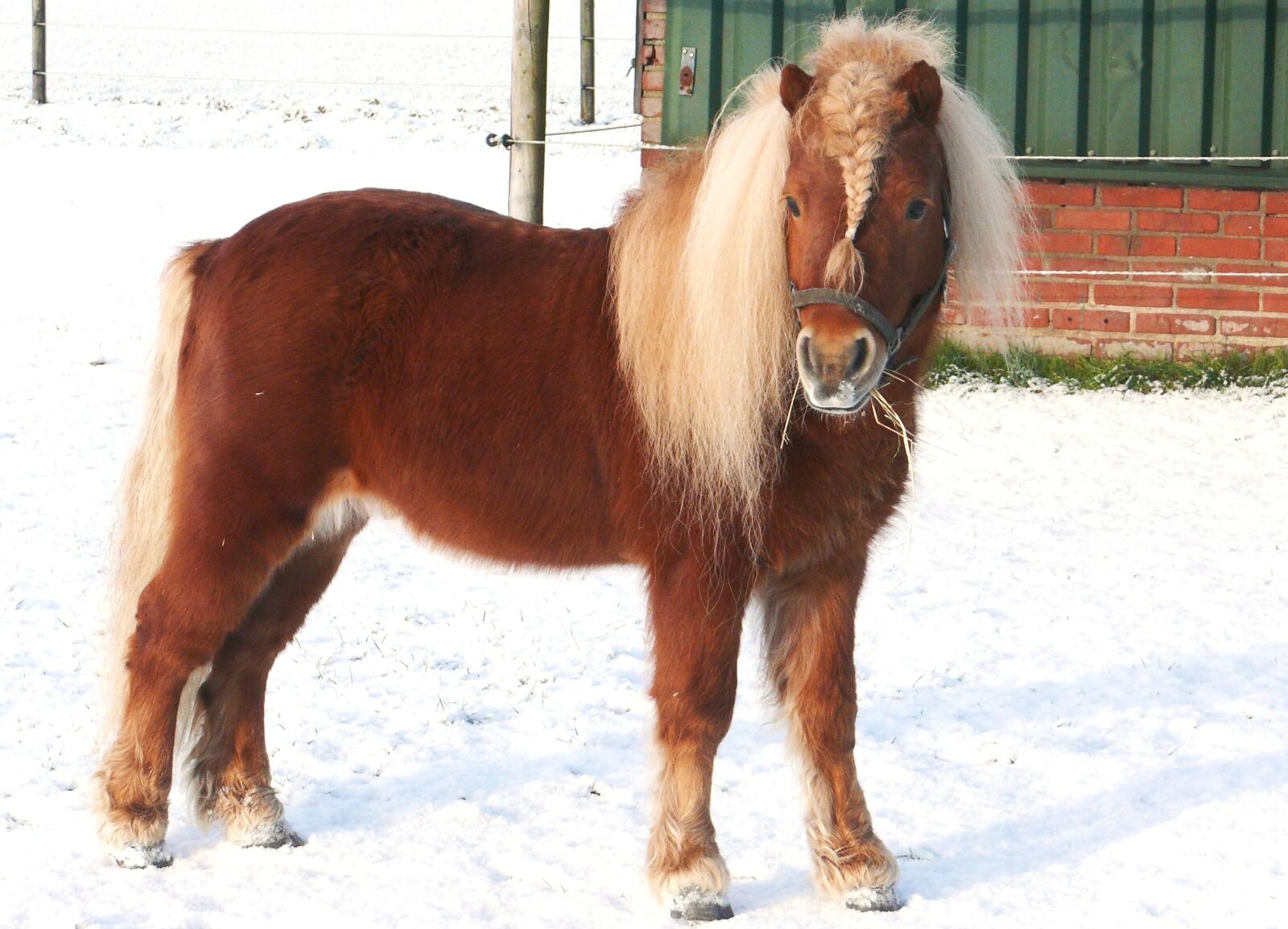 Panasonic DMC-FZ50 sample photo. Horse, pony, pasture photography